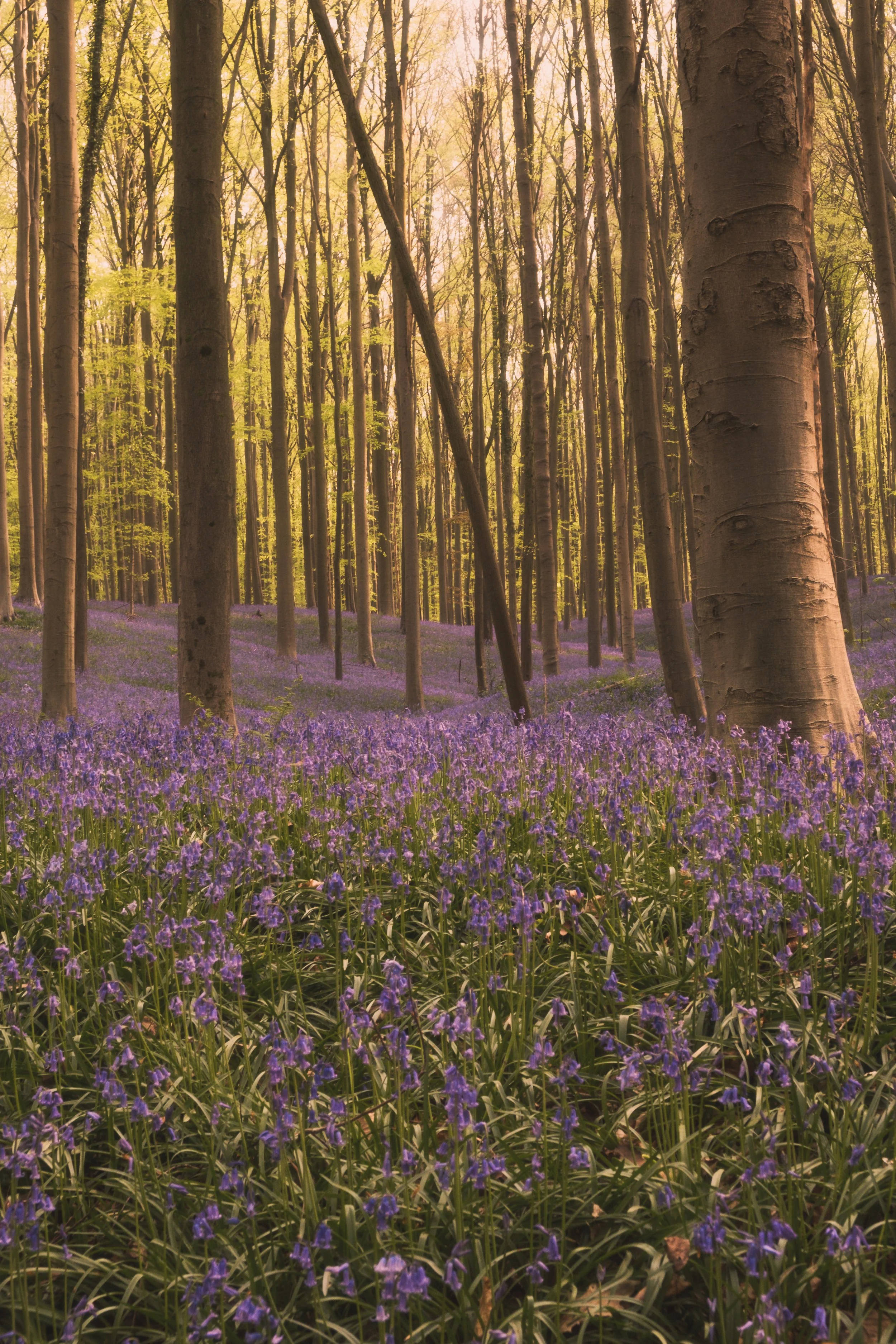 A forest with tall trees and a ground covered in purple flowers, illuminated by warm sunlight.