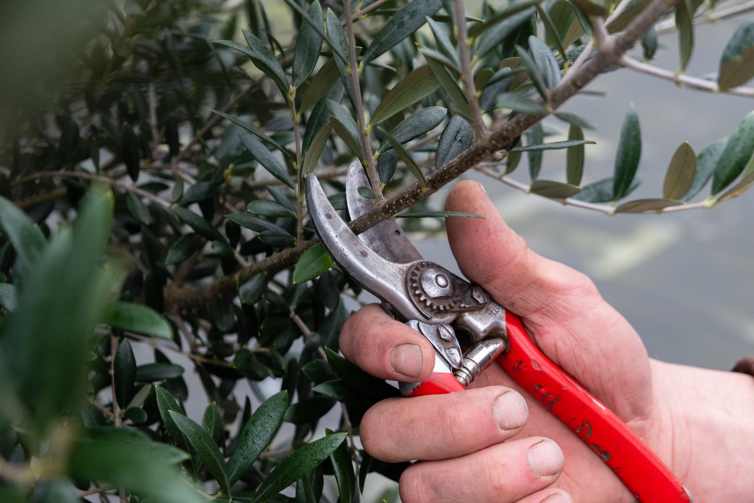 A person using pruning shears to cut a branch of an olive tree.