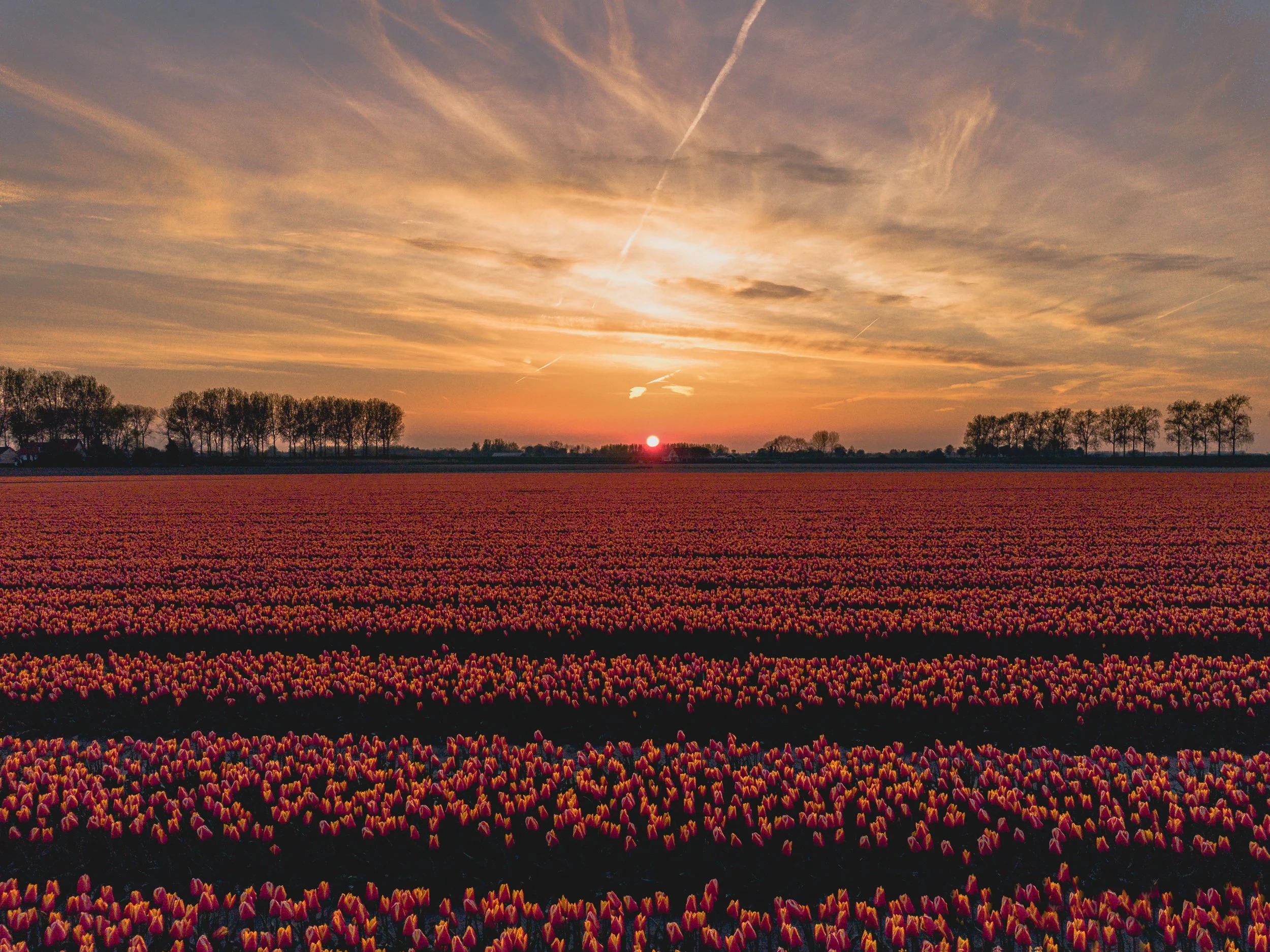 A field of pink tulips at sunset with trees on the horizon and a partly cloudy sky with contrails.