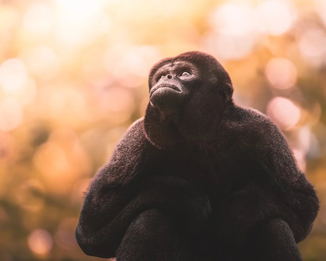 A baby gorilla sitting with a contemplative expression, set against a warm, blurred background.