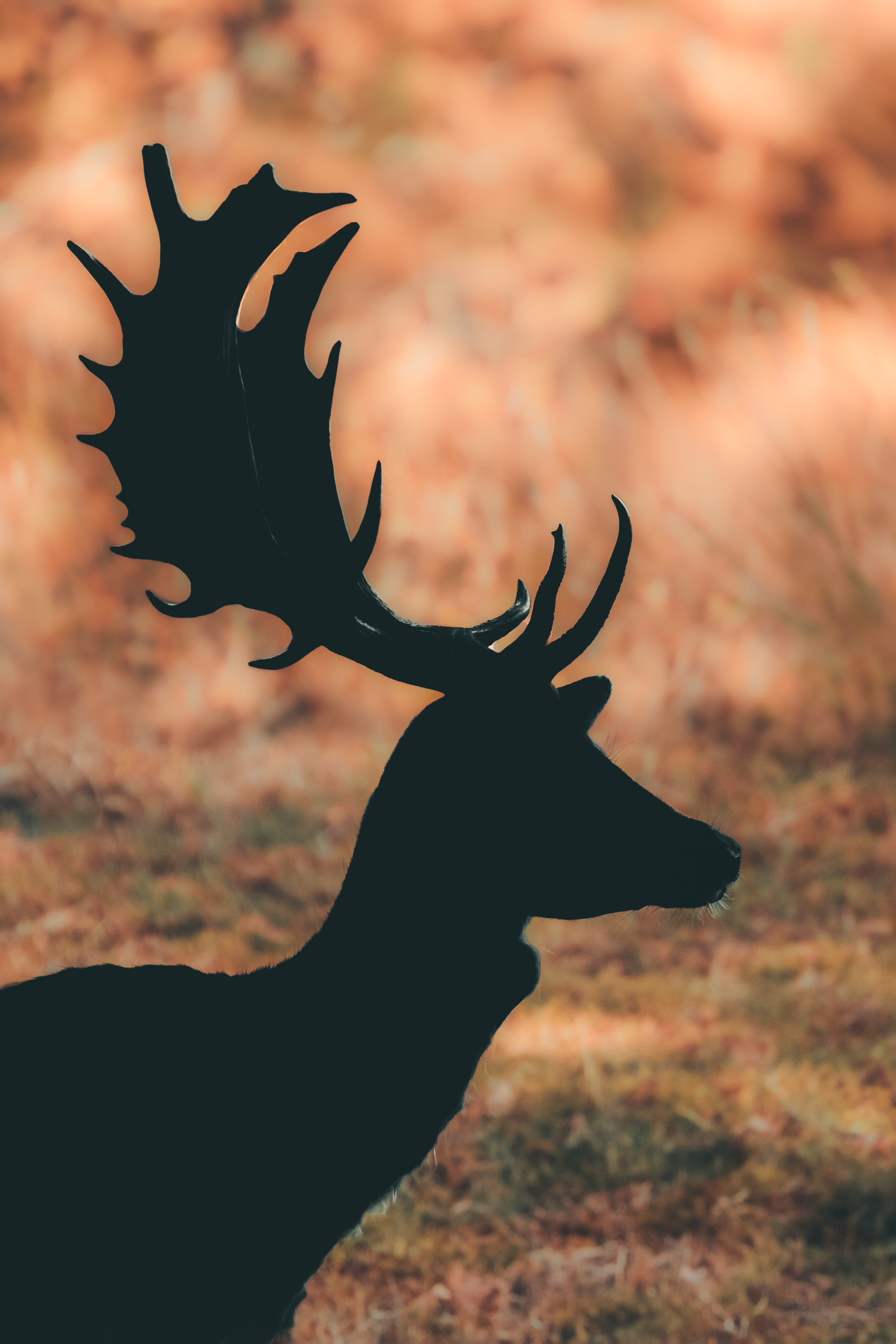 Silhouette of a deer with antlers against a blurred autumn forest background. The Netherlands Wildlife photography