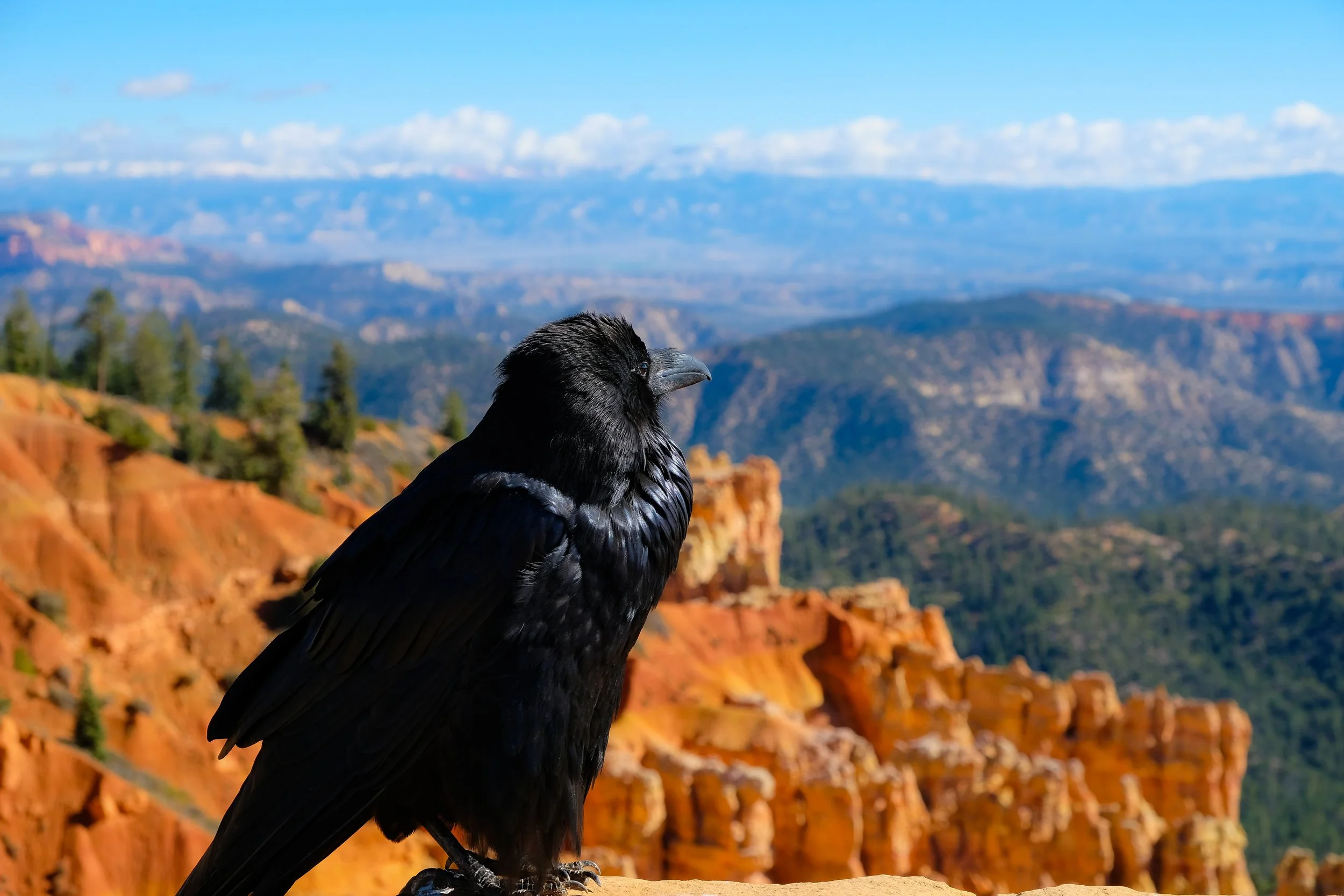 Black bird perched on a rock with a canyon landscape and blue sky in the background.