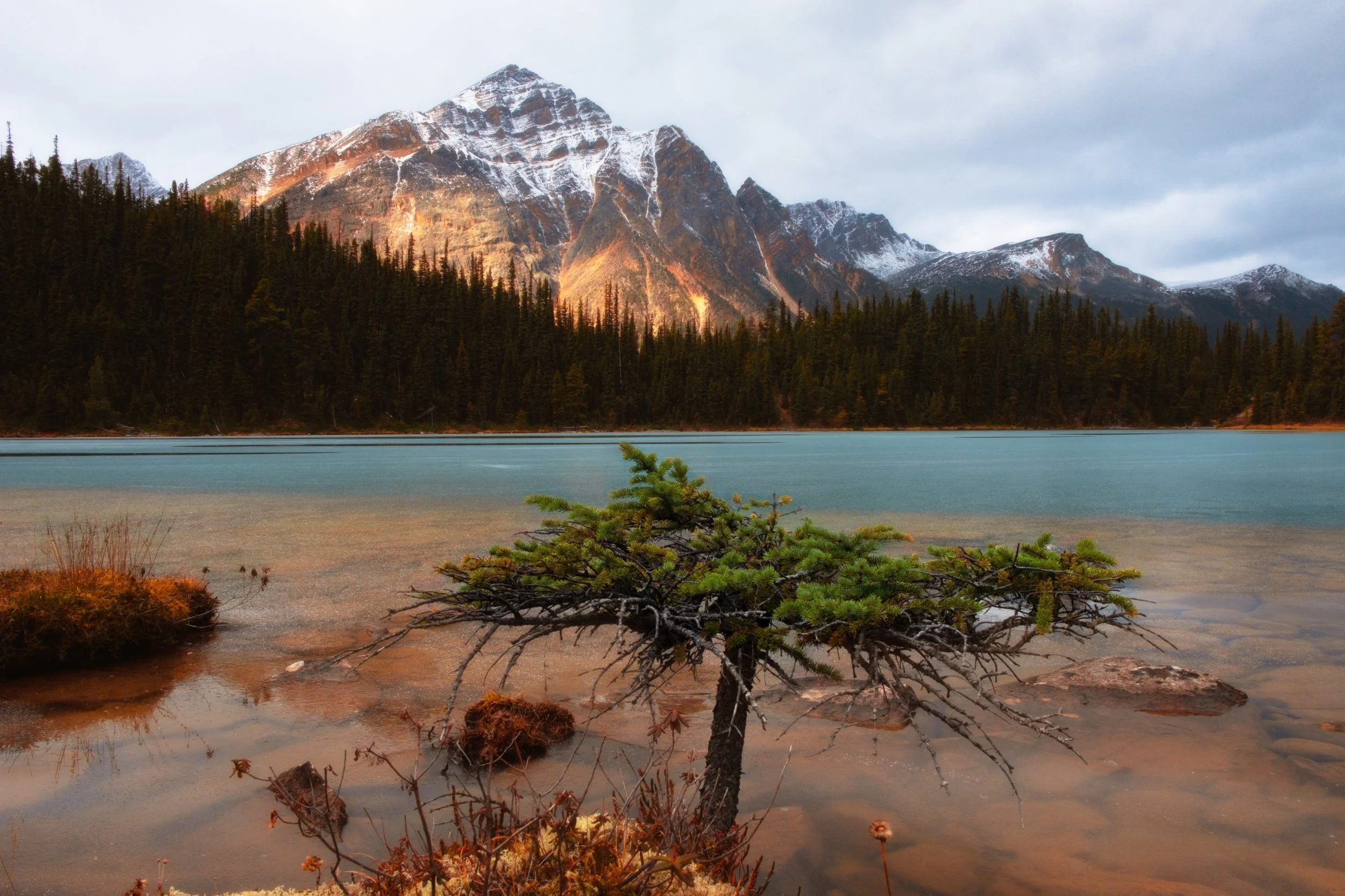 Scenic landscape of a mountain lake with snow-capped peaks, dense evergreen forest, and a small, leaning pine tree near the water's edge.
