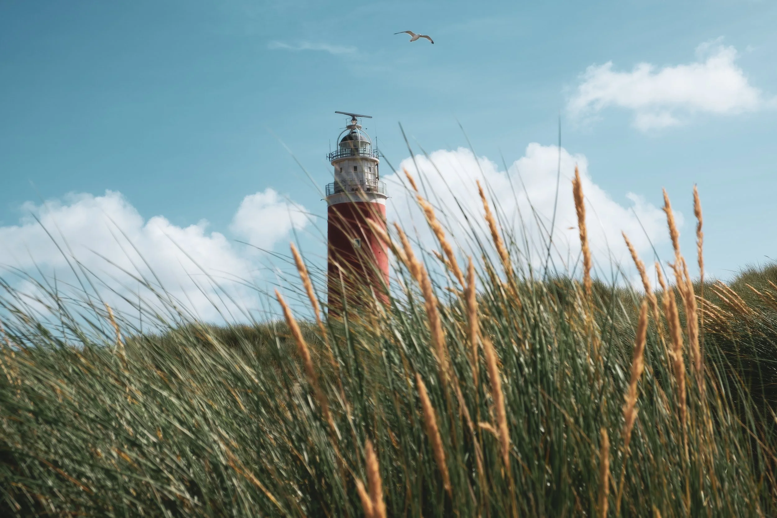 A red lighthouse behind tall green and golden grass with a blue sky and white clouds, and a seagull flying overhead.