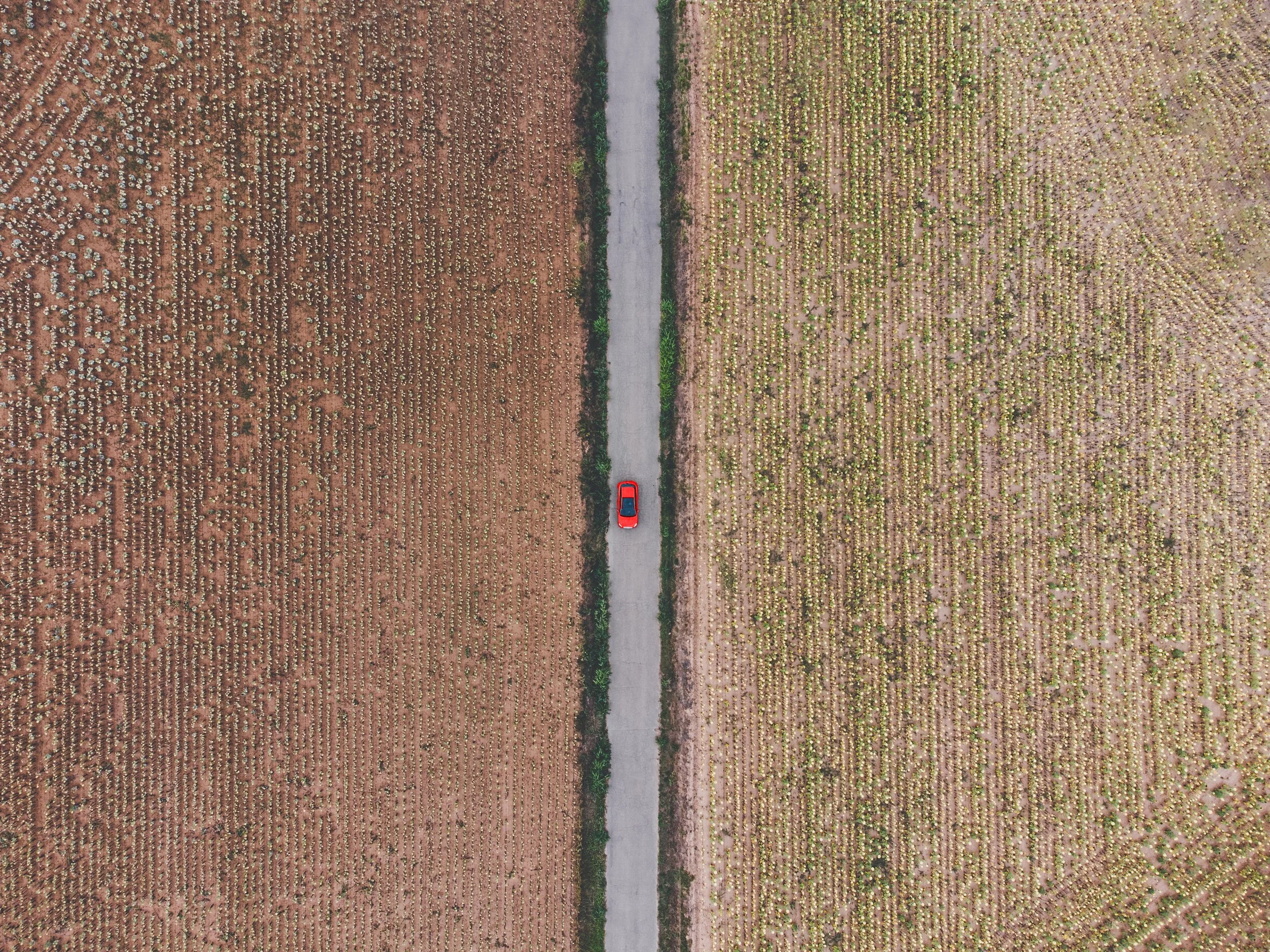An aerial view of a narrow road dividing two fields filled with rows of crops or plants.
