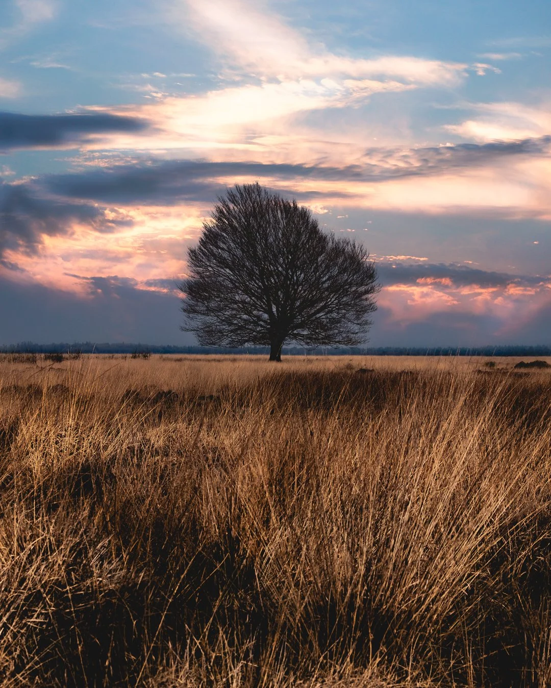 A solitary tree standing in a field of tall, golden grass at sunset, with a colorful sky filled with clouds in pink, orange, and blue hues.