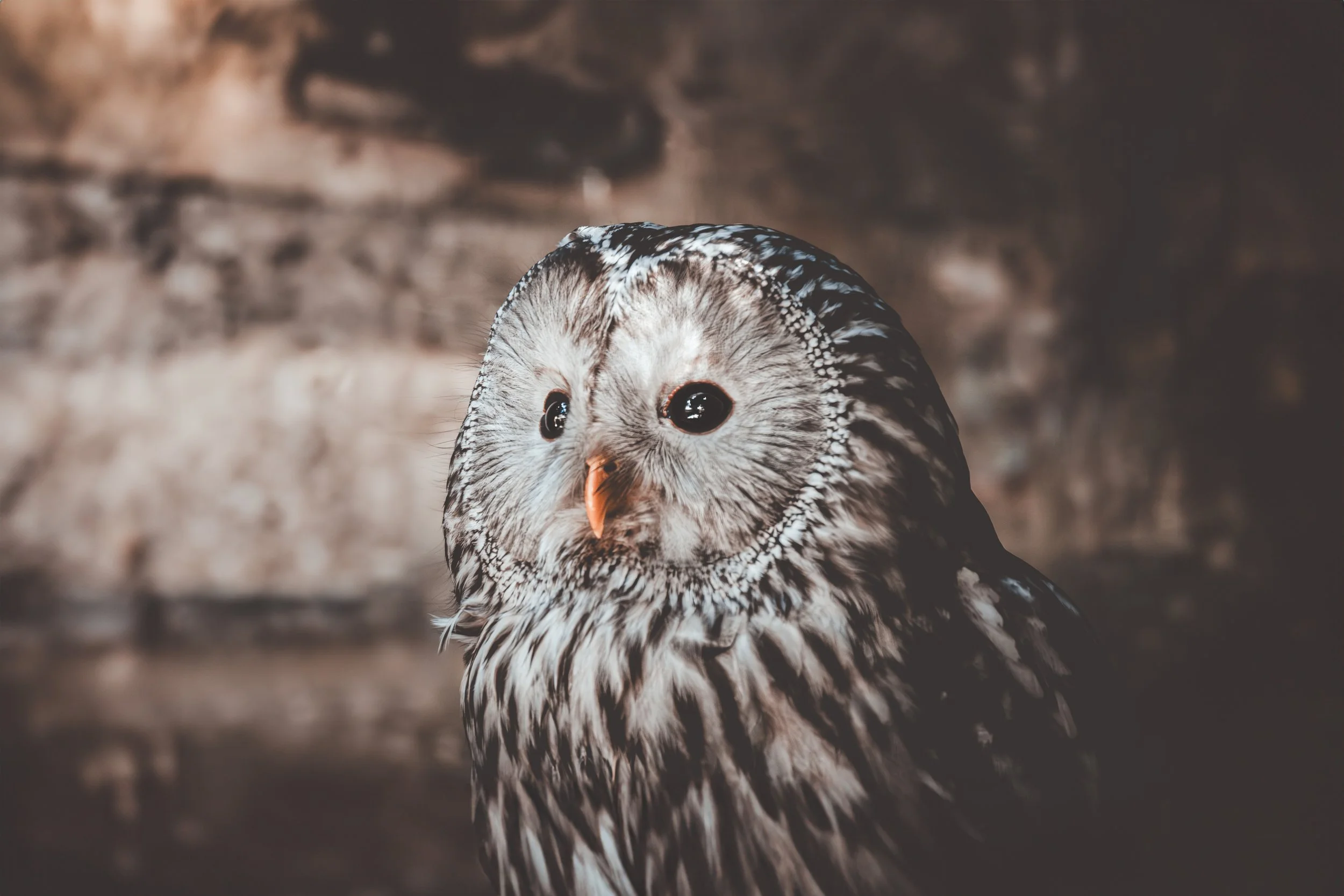 Close-up of a snowy owl with black eyes and a small orange beak, sitting on a dark, blurred background.