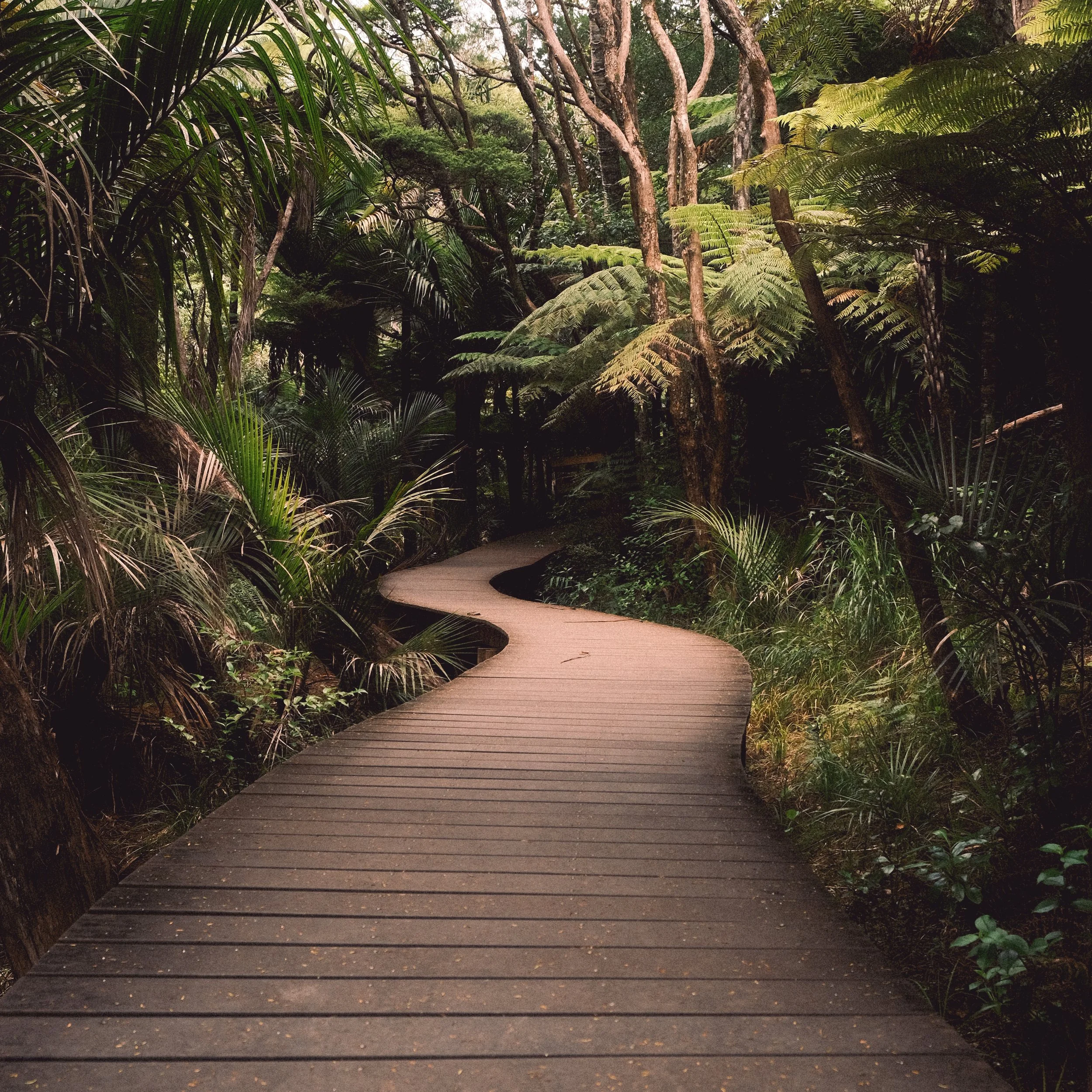 A winding wooden boardwalk through a lush, green tropical forest with dense foliage and tall trees.