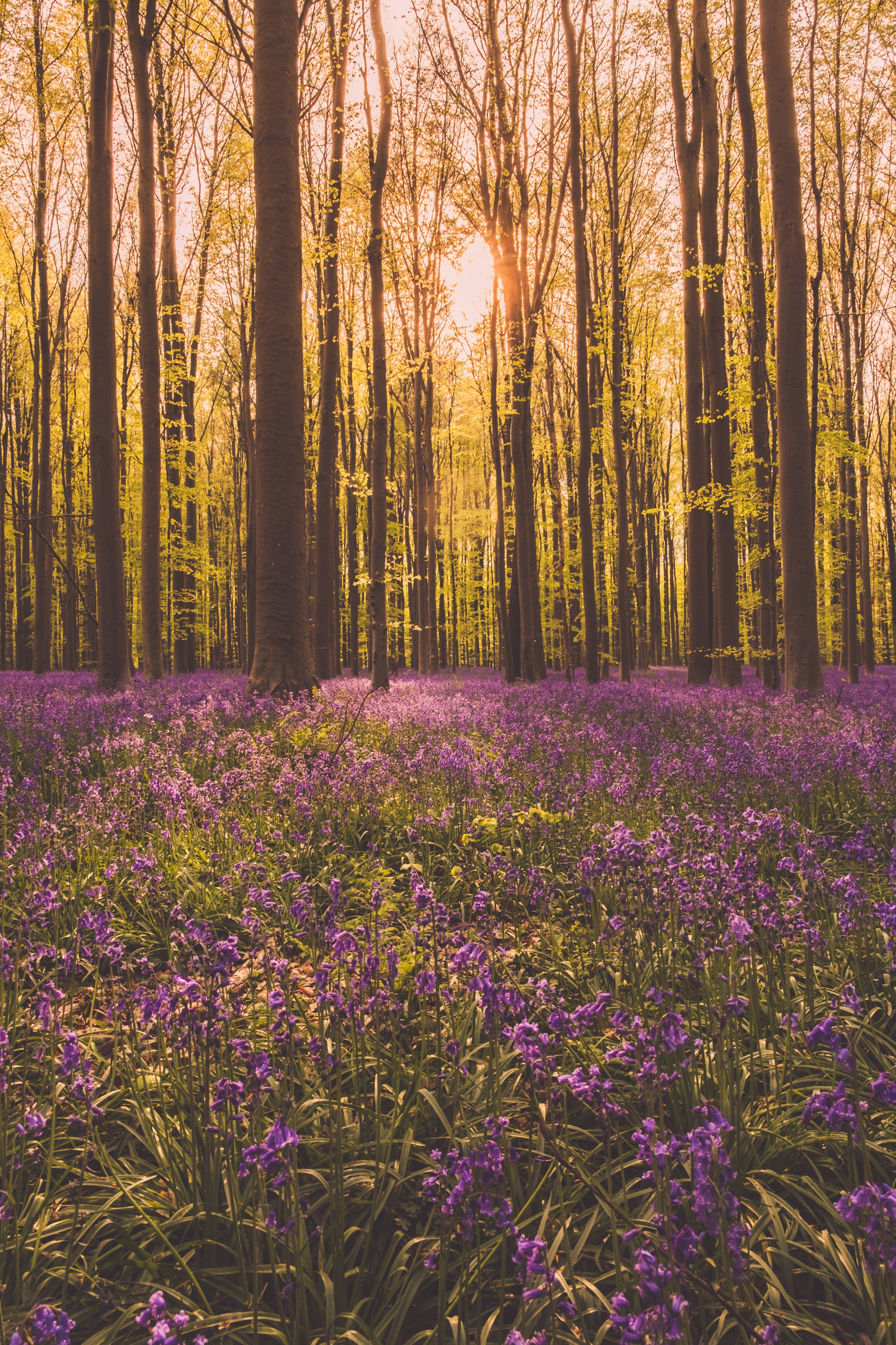 Sunlight shines through tall trees in a forest with purple flowers covering the forest floor during sunset.