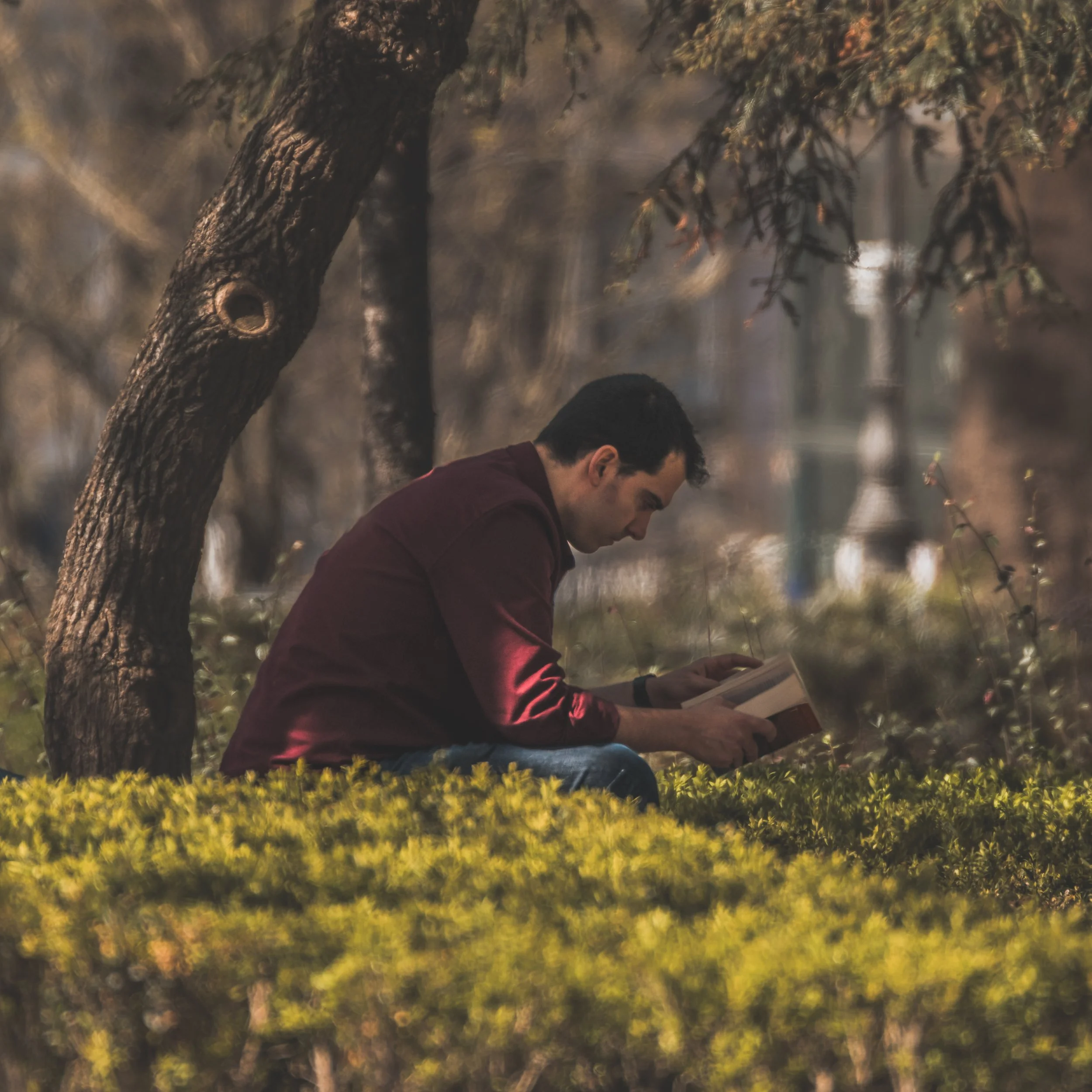 A man in a maroon jacket sits on the grass near a tree, reading a book in a park setting during daytime.