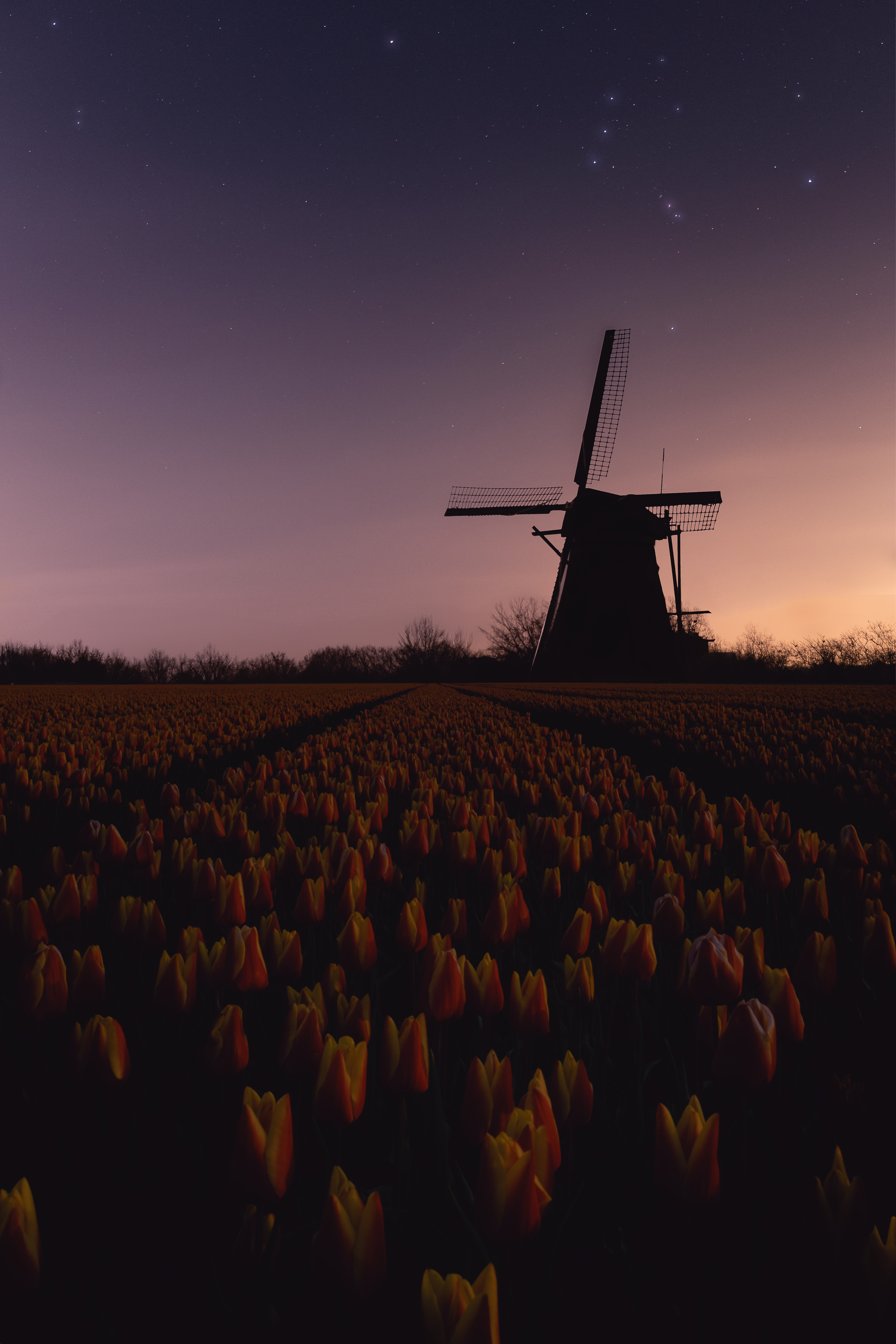 A silhouette of a traditional windmill at dusk in a field of tulips under a starry sky with a constellation pattern. The Netherlands Ladnscape, photography