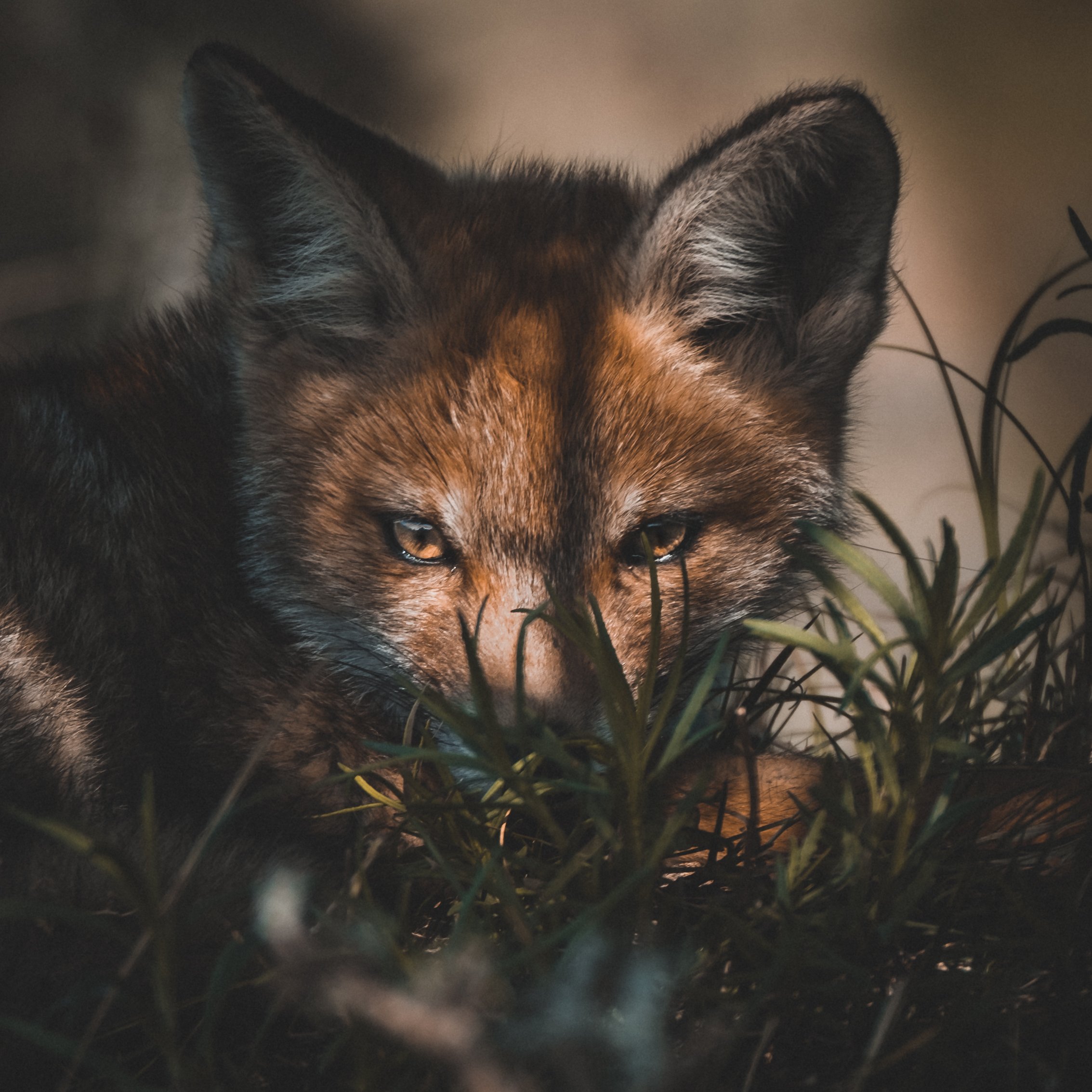 A close-up of a fox with alert eyes, lying in grass.