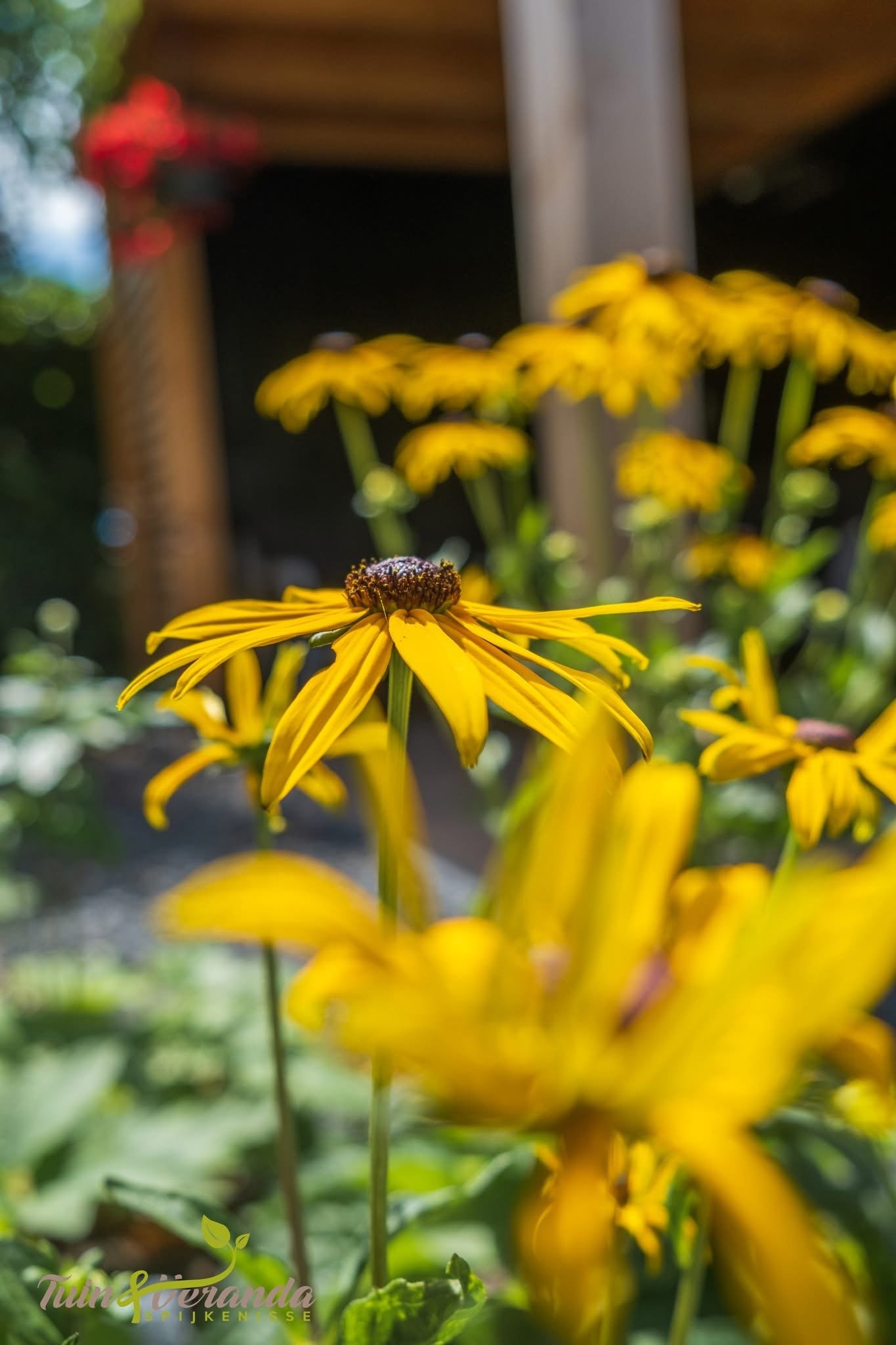 A close-up photo of a yellow flower with a butterfly on its center, with more yellow flowers and a garden structure in the background.