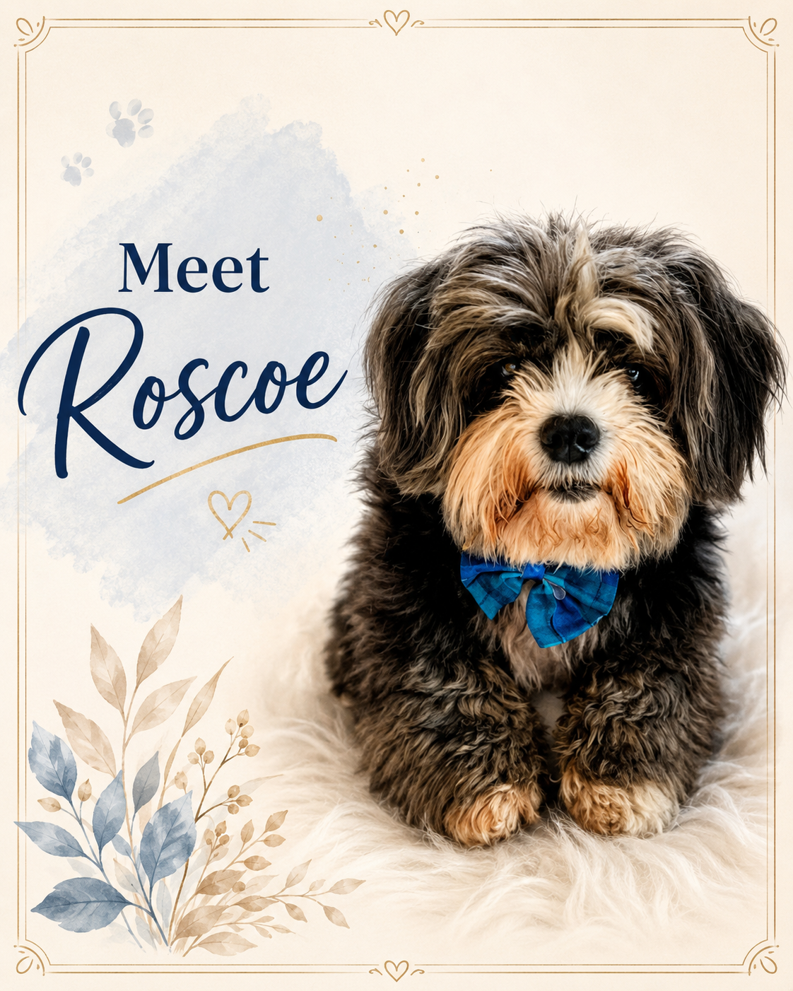 A magnificent shades of grey and white shih-tzu with a blue bow tie sitting on a fluffy surface next to text that says "Meet Roscoe" and decorative elements like leaves, hearts, and paw prints.