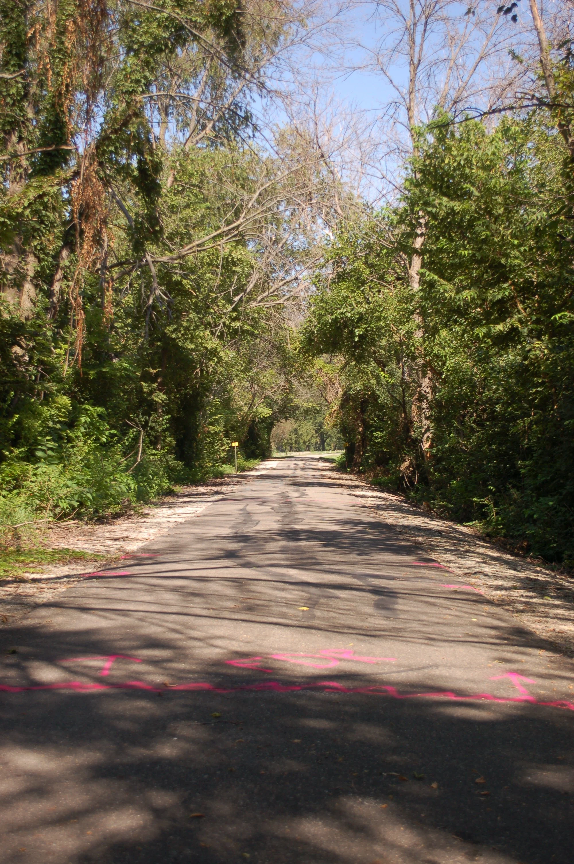 A rural tree-lined road with pink markings on the asphalt, surrounded by green trees with some branches extending over the road.