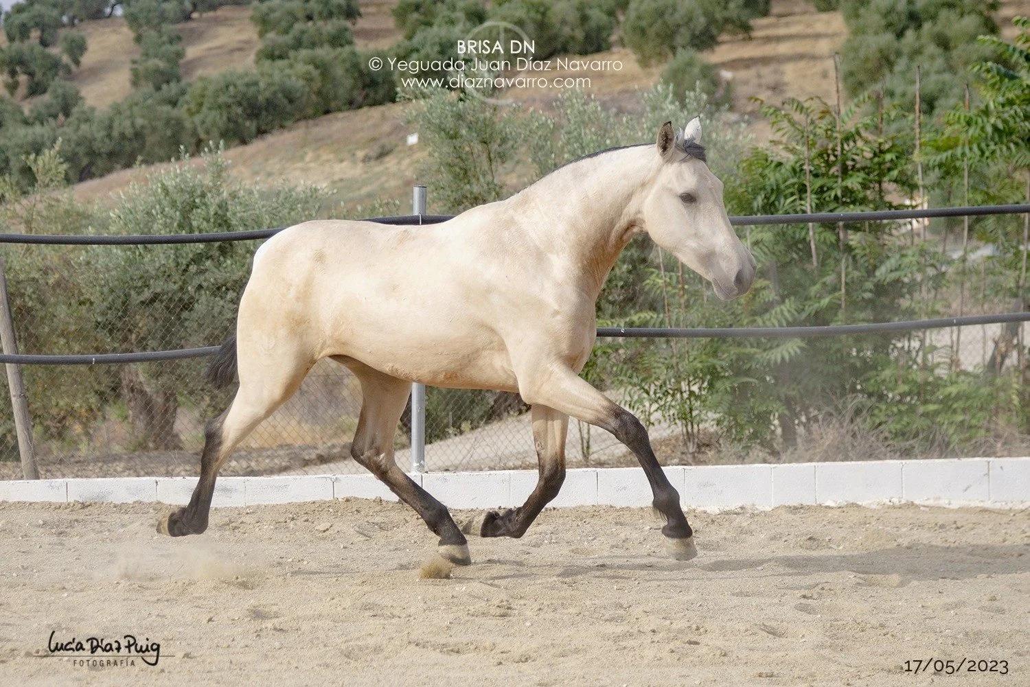 Brisa DN - by Lucía Díaz Puig Fotografía