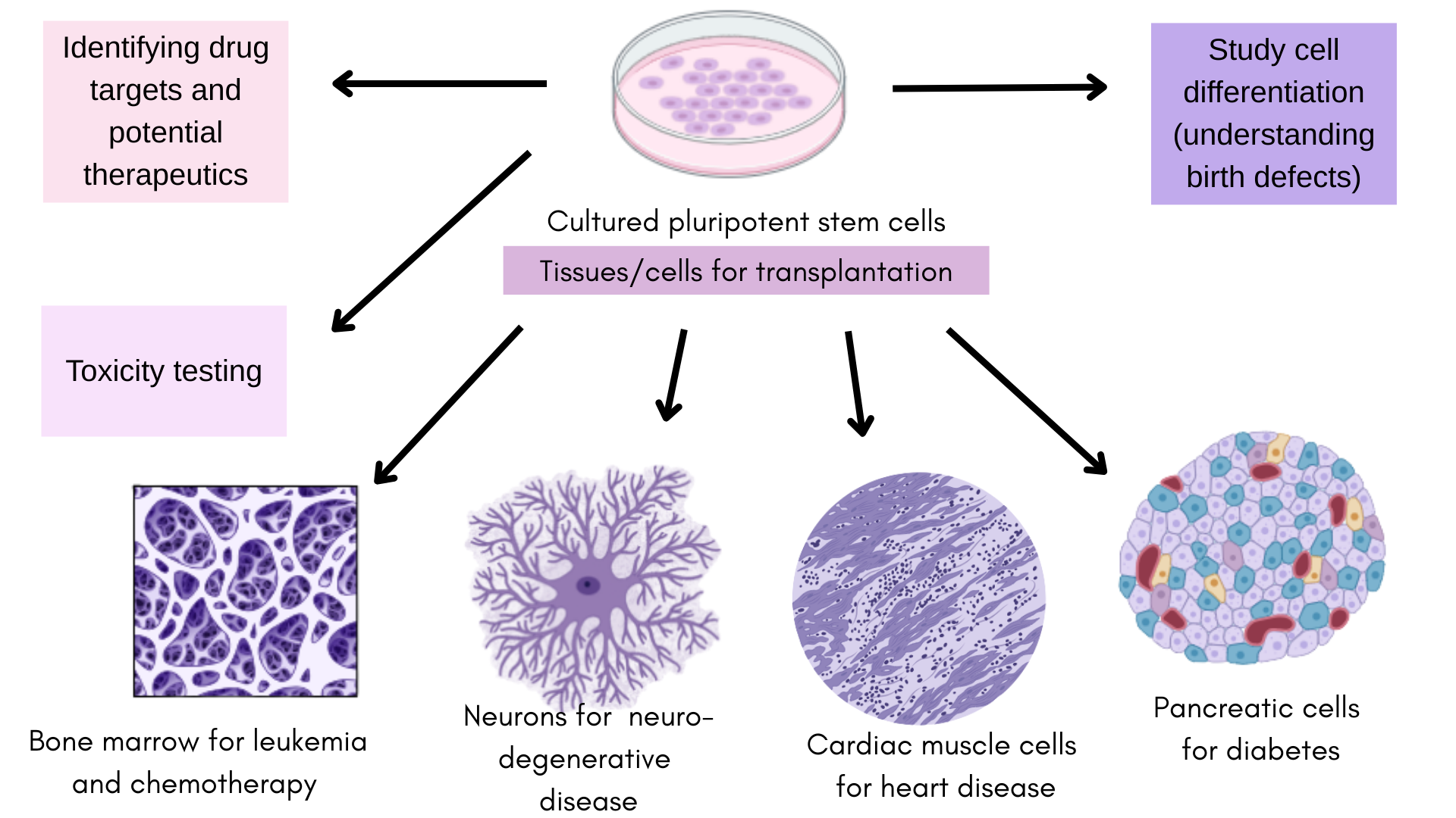 Diagram showing cultured pluripotent stem cells used for tissue transplantation and various applications: bone marrow for leukemia and chemotherapy, neurons for neurodegenerative disease, cardiac muscle cells for heart disease, and pancreatic cells for diabetes, with steps of identifying drug targets, toxicity testing, and studying cell differentiation.