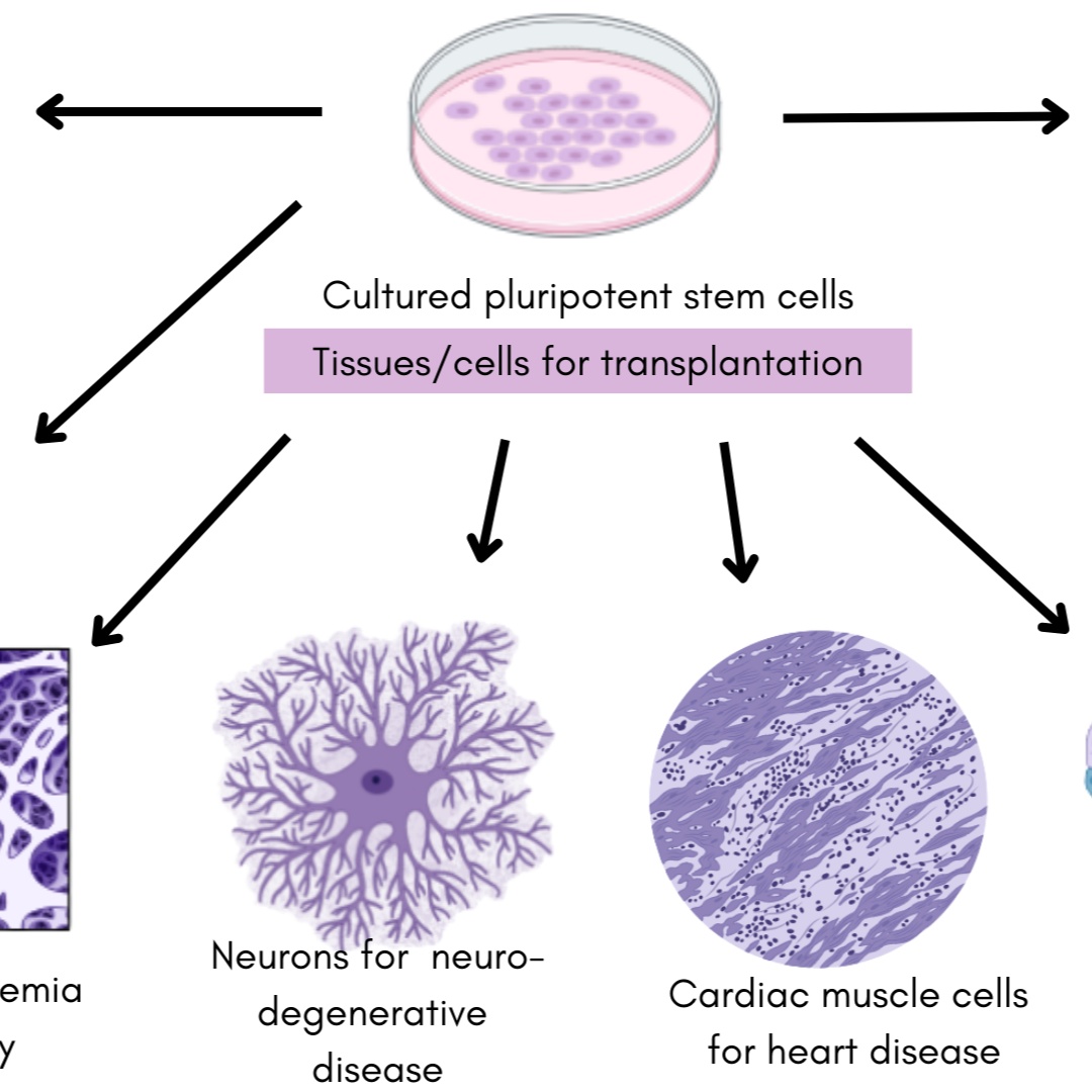 Stem Cell Applications - Graphical Abstract
English, 2025
