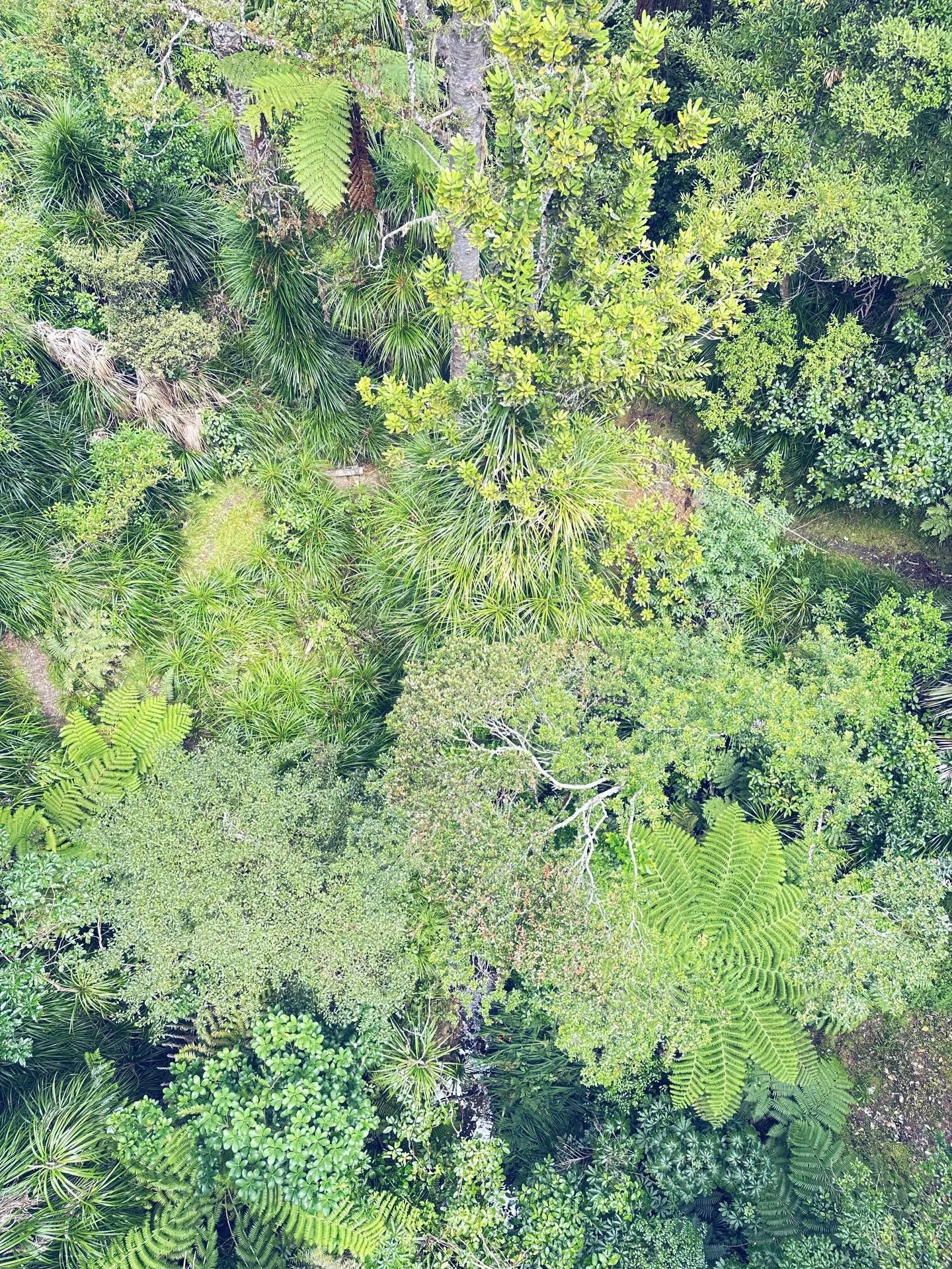 Waitangi Day Bush Walk