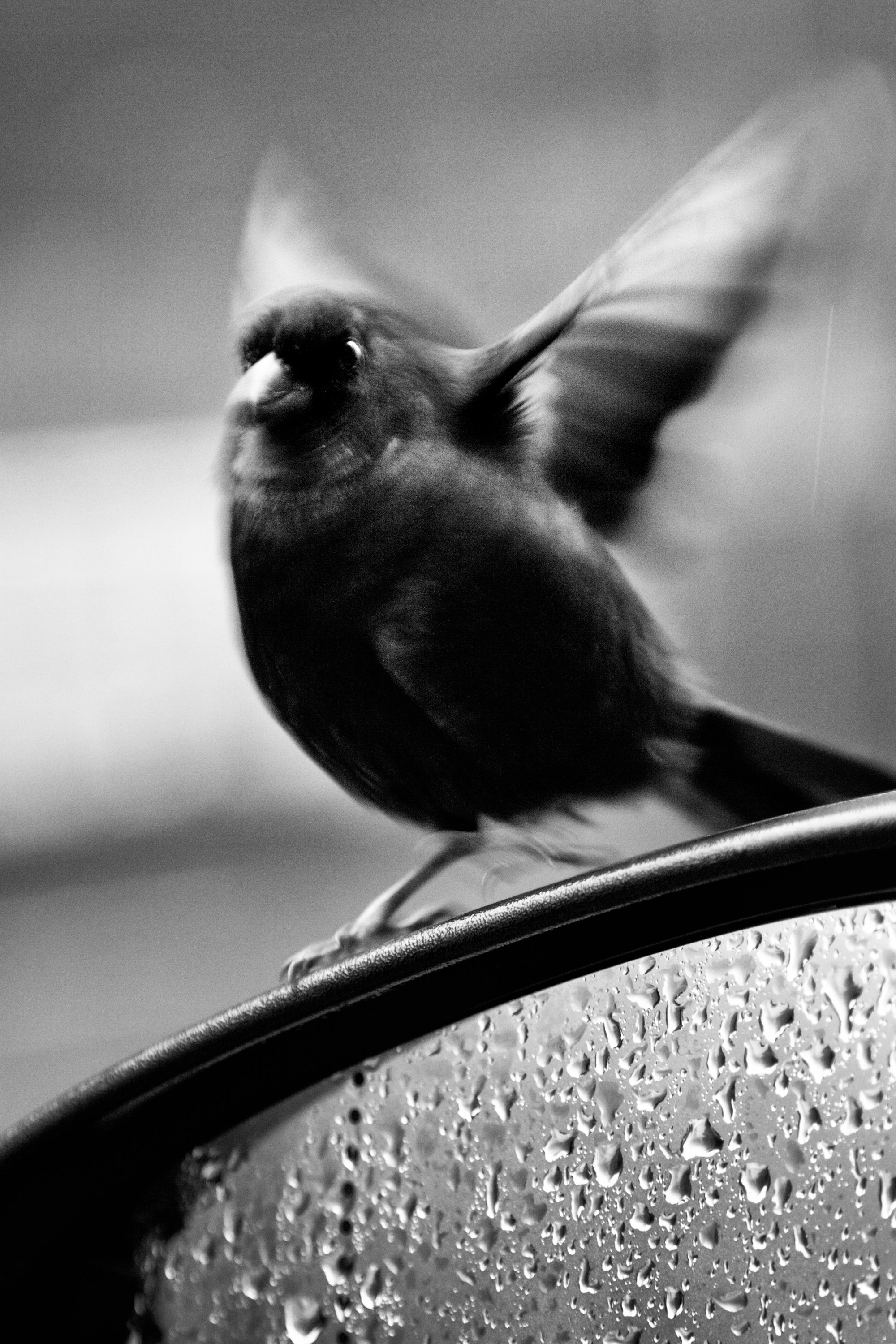 A black and white photo of a bird with outstretched wings standing on the edge of a wet surface, with water droplets on the surface.