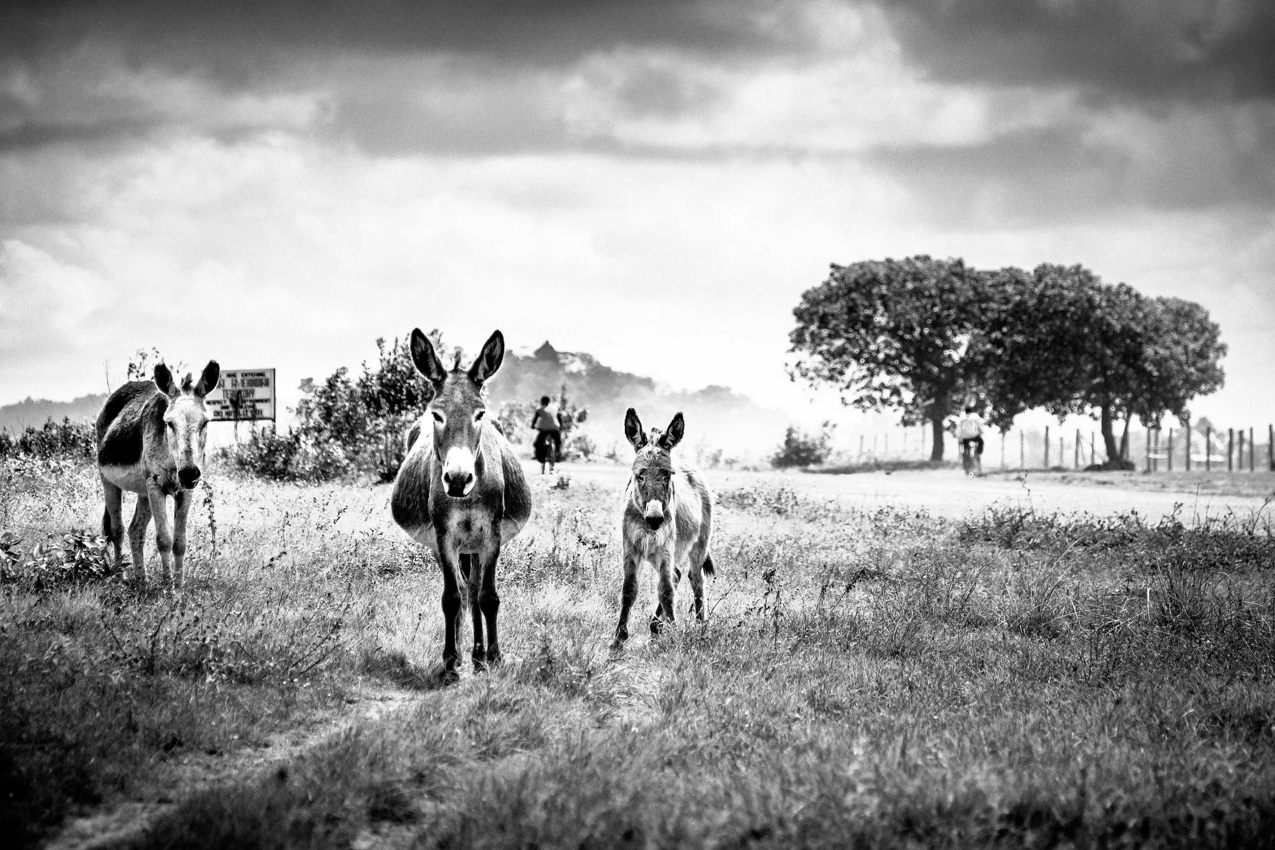 Black and white photo of three donkeys standing on a grassy field, with a person walking in the distance and trees in the background under a cloudy sky.