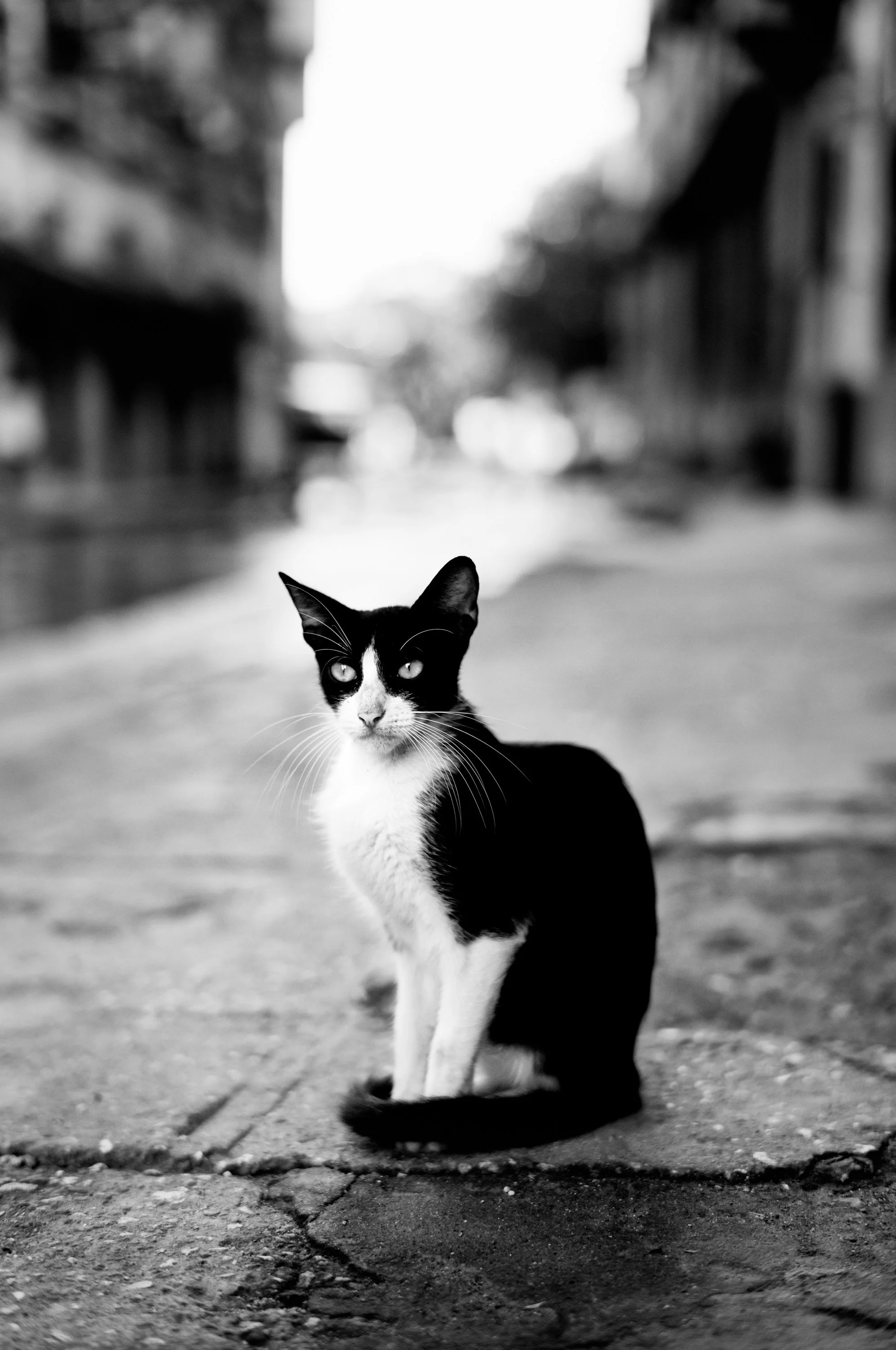 Black and white photo of a sitting cat on a city street with blurred buildings and street in the background.