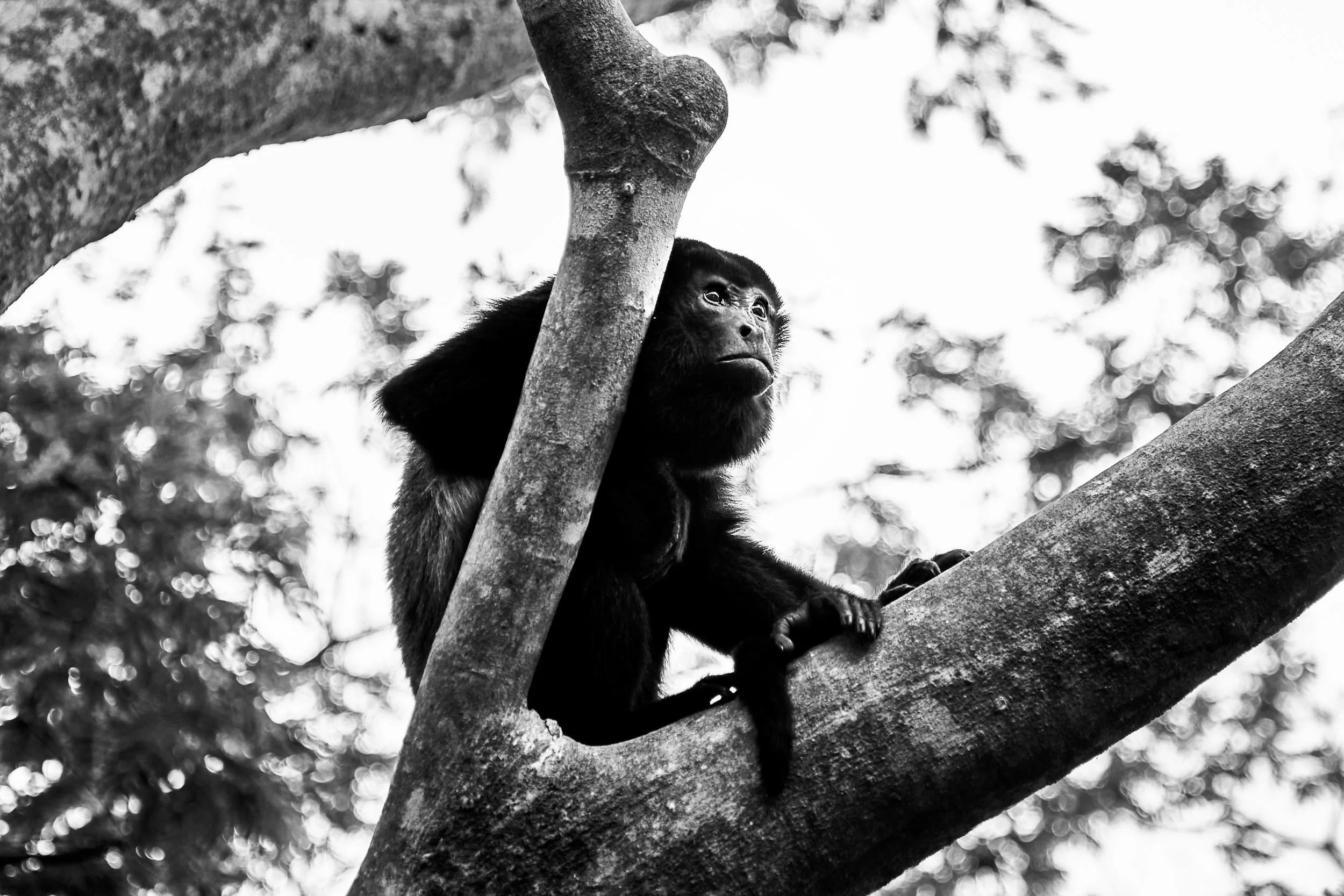 Black and white photograph of a young primate, likely a gorilla or chimpanzee, perched on a tree branch with a contemplative expression, surrounded by a blurred natural environment.