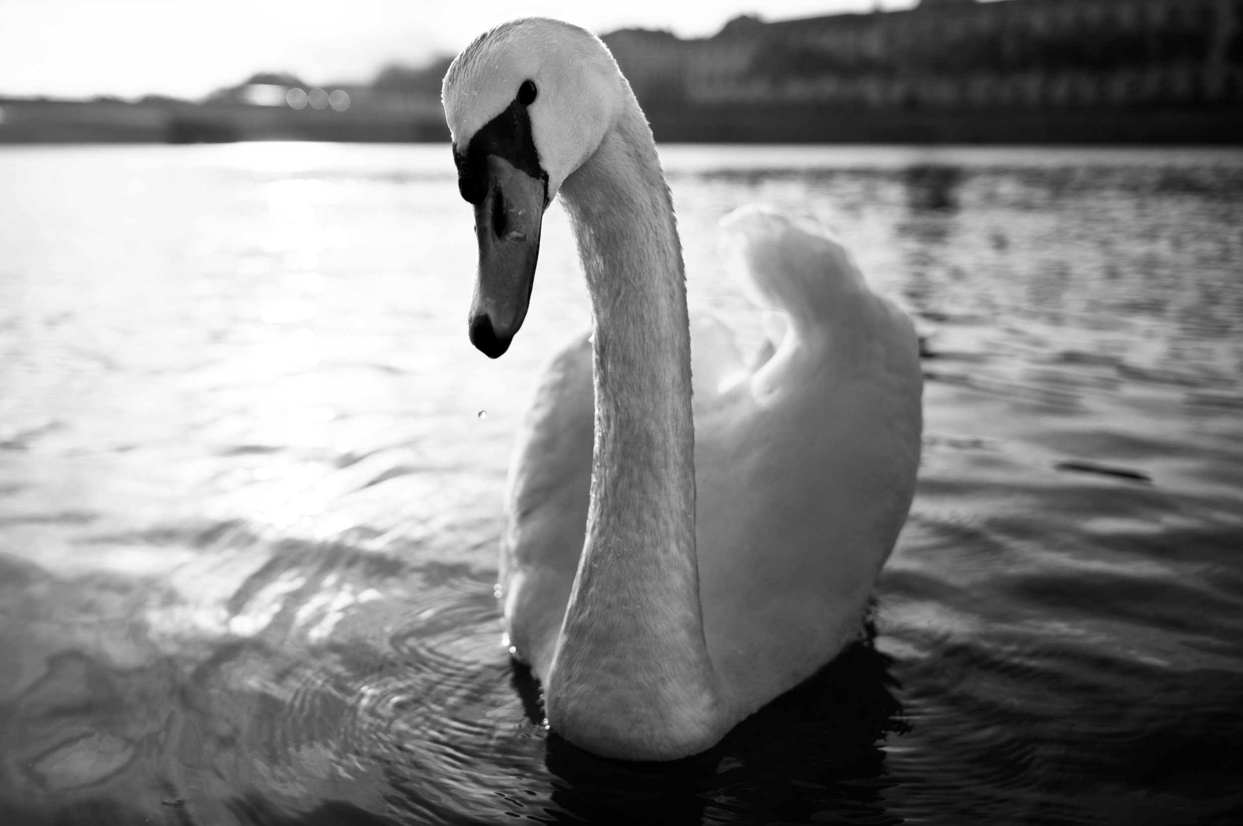A black and white photo of a swan swimming in a body of water, with a distant shoreline in the background.
