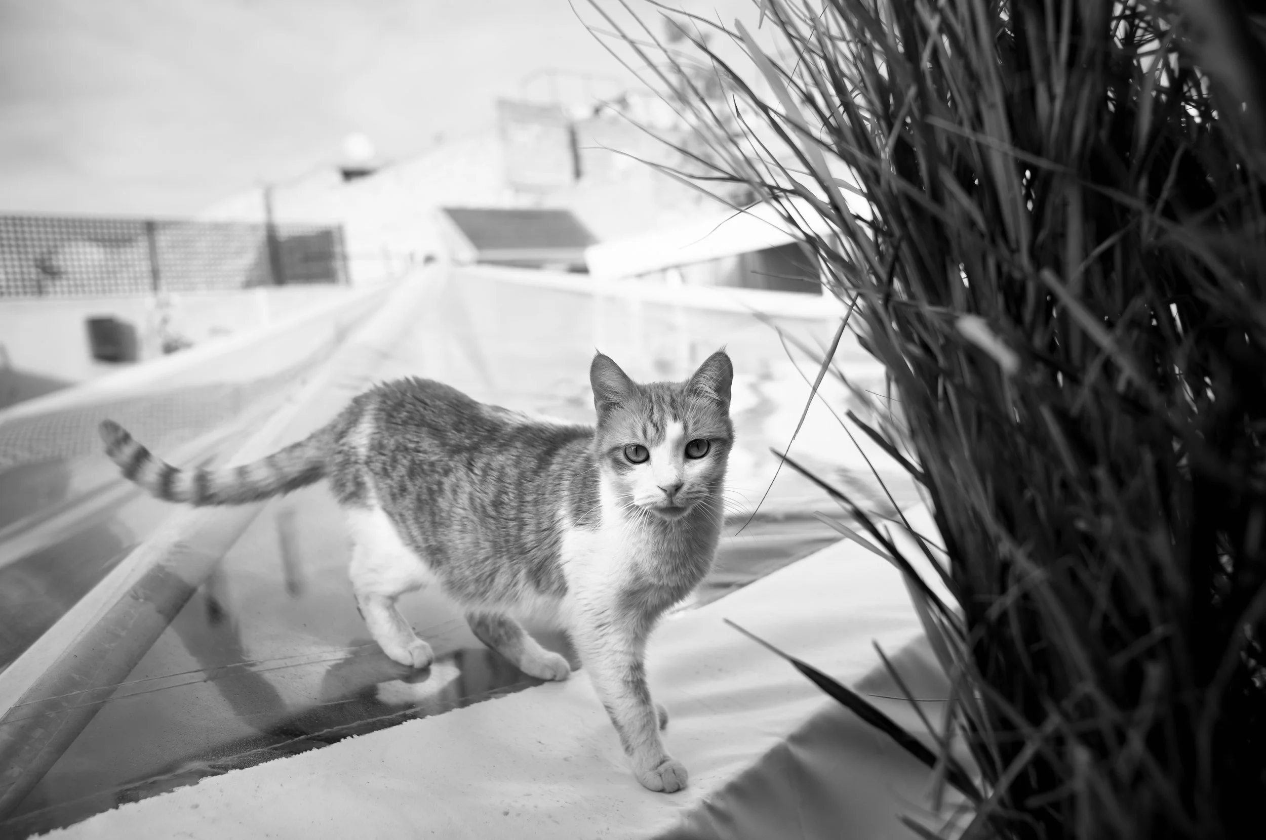 A cat walking on a rooftop with tall grass on the right side of the image.