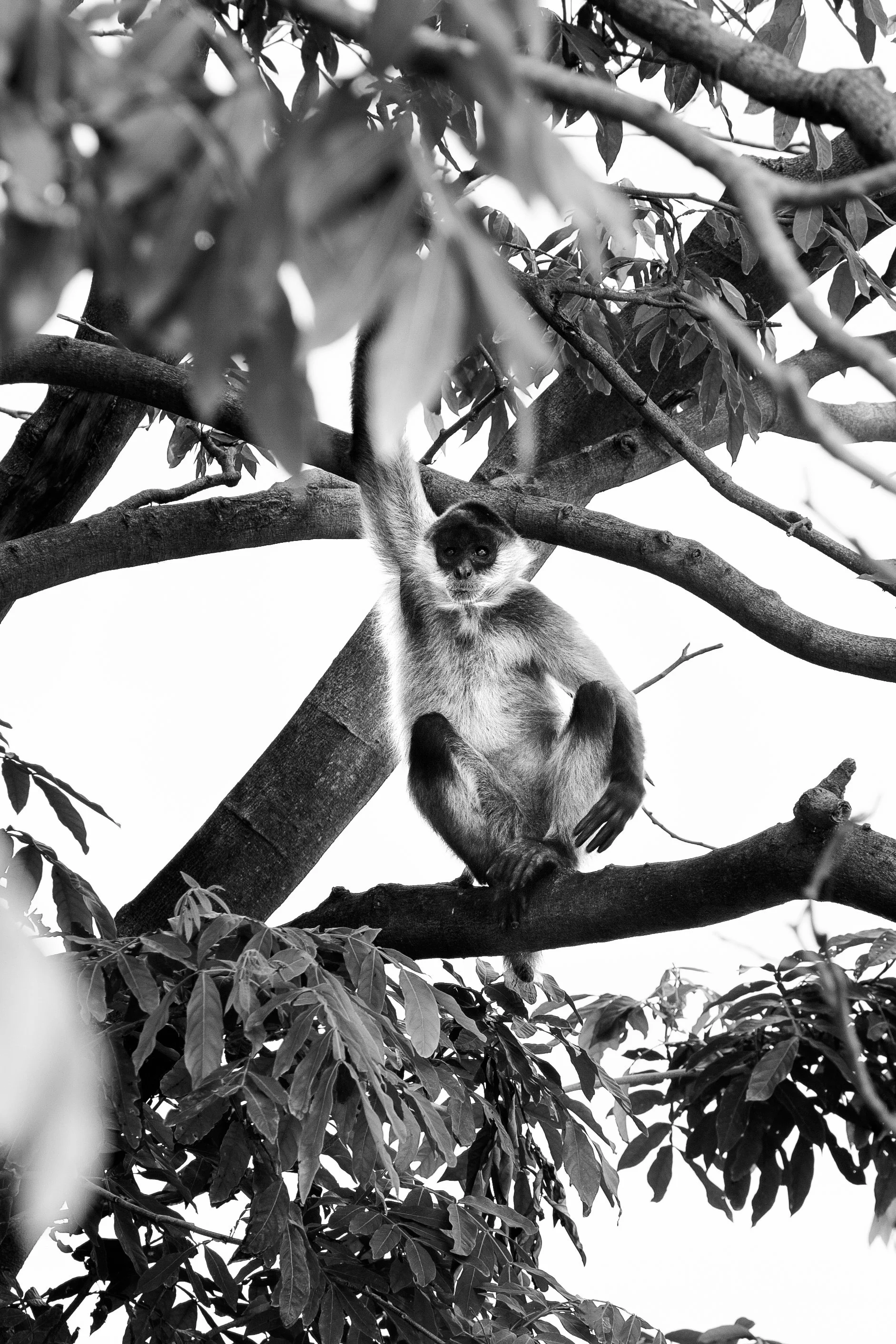 Black and white photo of a monkey sitting on a tree branch, surrounded by leaves and branches.