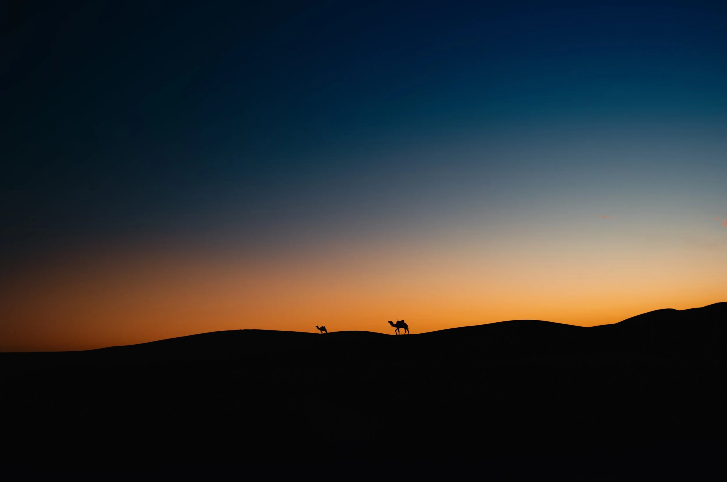Silhouetted camels on a hill during sunset, with a colorful gradient sky transitioning from orange to dark blue.