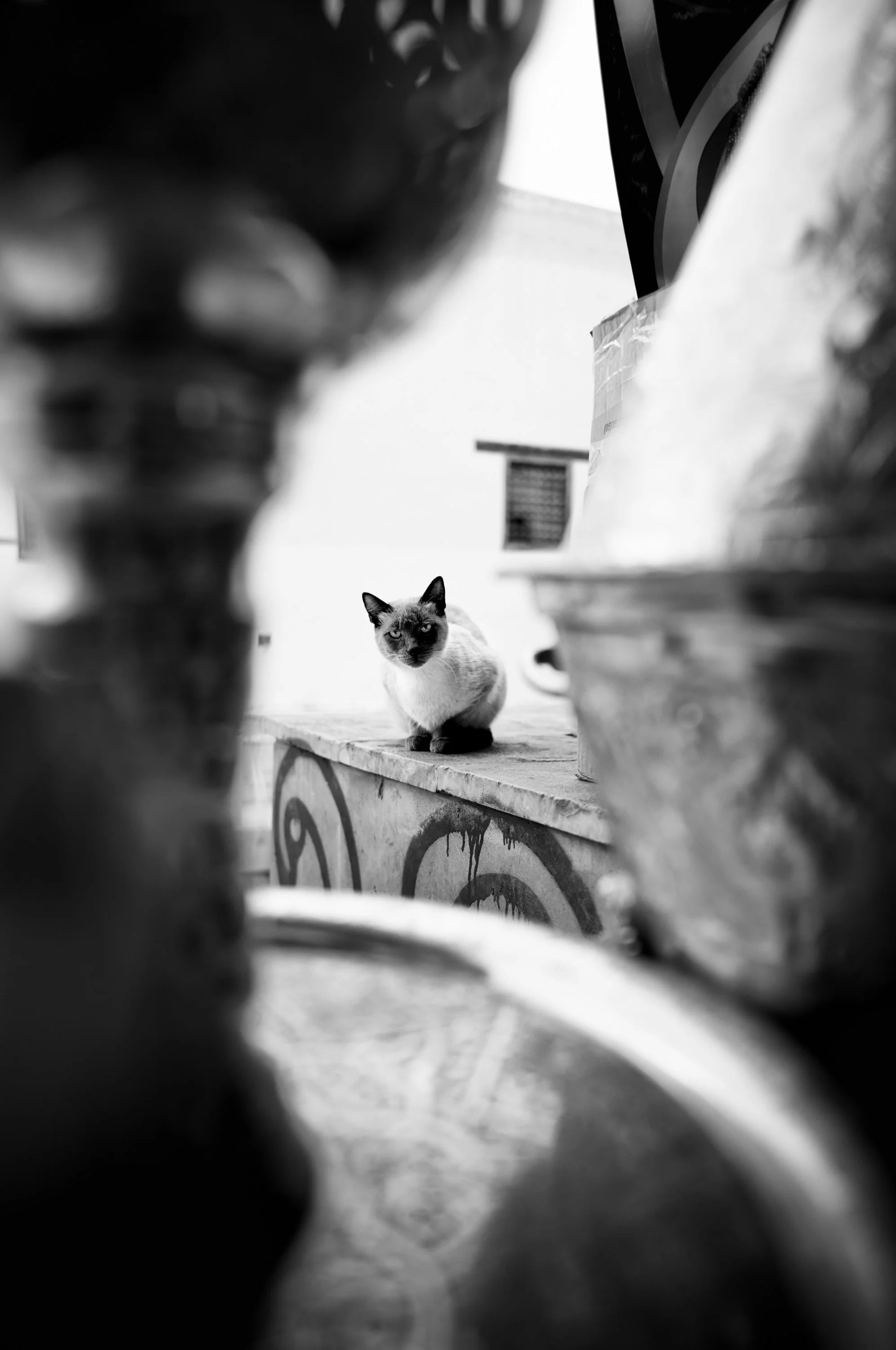 A Siamese cat sitting on a ledge, viewed through openings in blurry foreground objects with graffiti on the ledge.