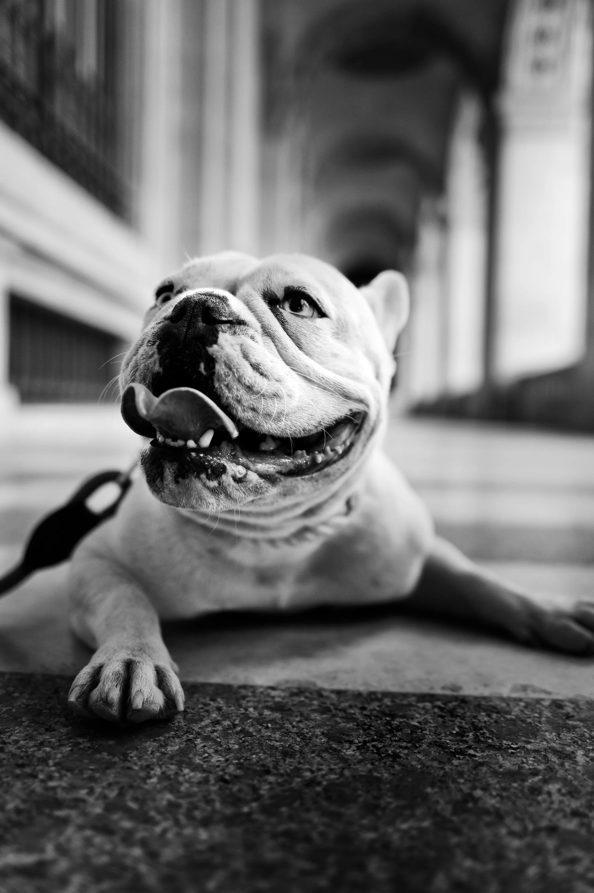 Black-and-white photo of a happy dog lying on the ground with a wide smile, tongue out, and a leash attached, in an outdoor urban setting with architectural elements in the background.