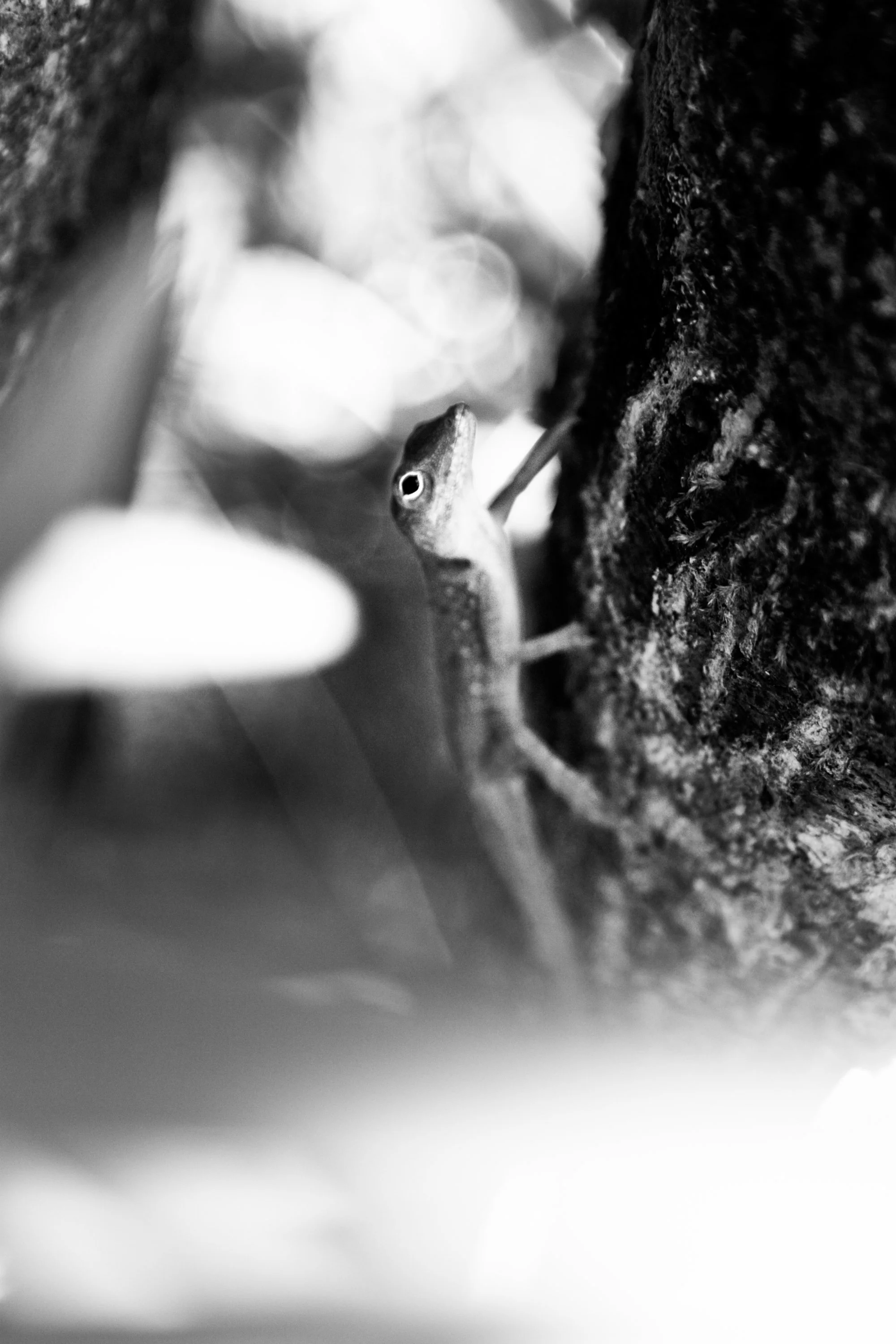 A tiny lizard climbing a rough tree trunk, visible from a low angle in black and white.