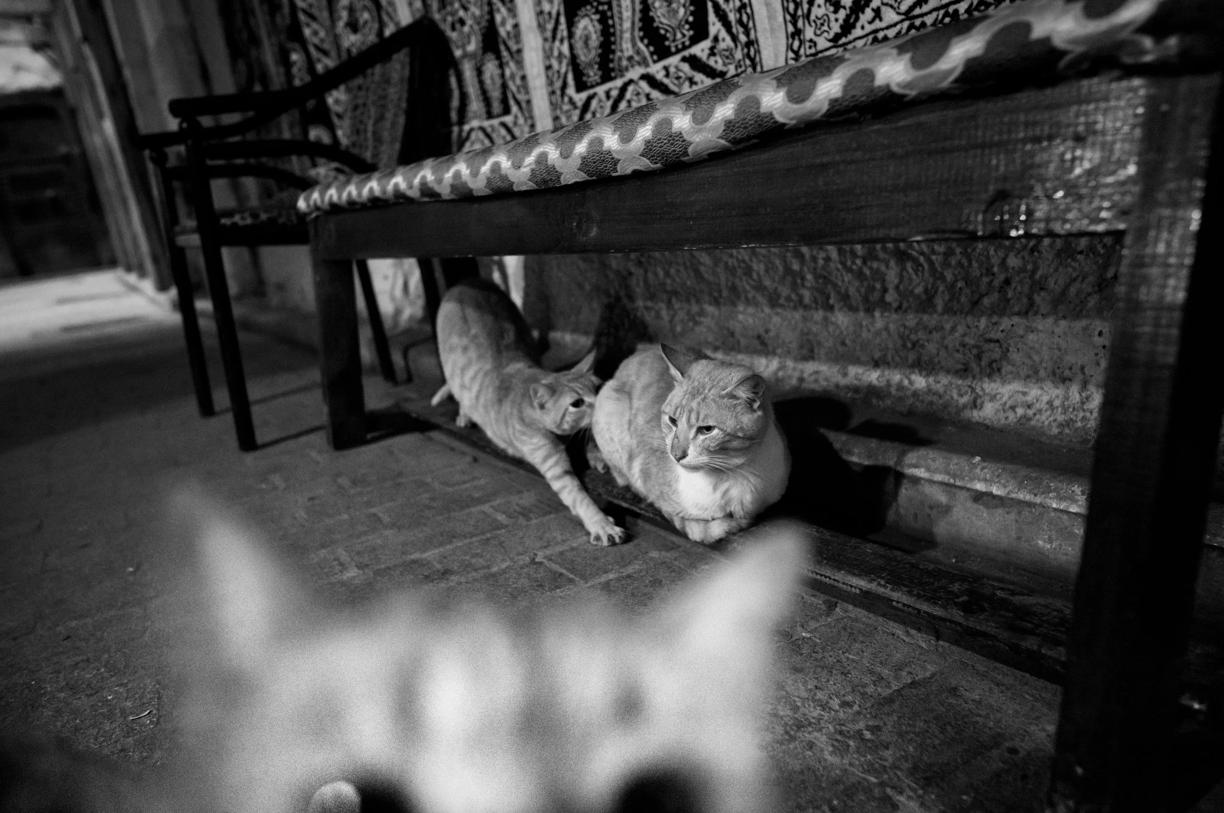 Three cats underneath a bench in a black and white photo. One cat is in focus, sitting with its body turned to the side and its face looking to the right. The other two cats are slightly out of focus and appear to be walking or sitting behind the fir