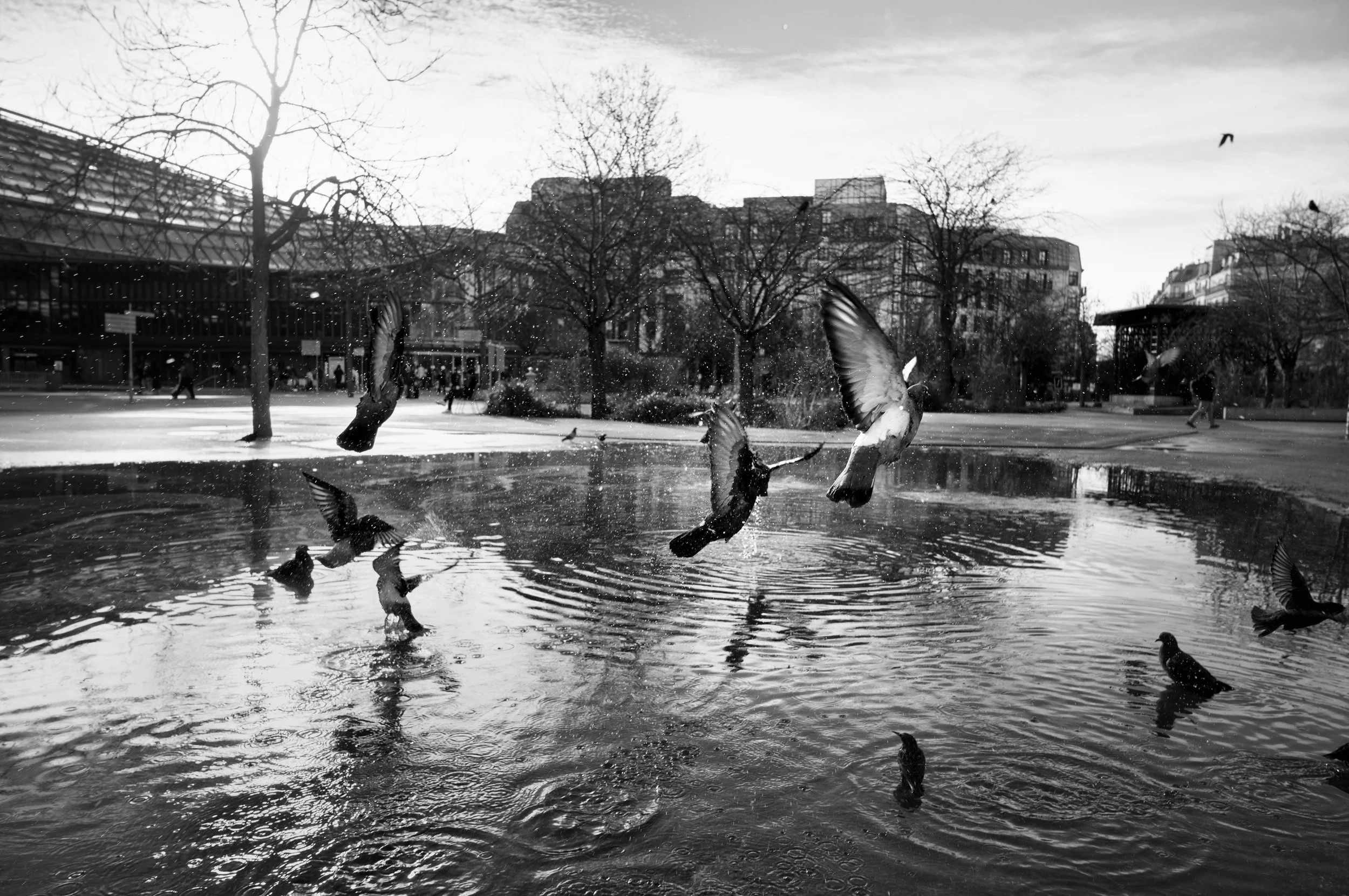 Black and white photo of pigeons flying and swimming in a small pond in an urban park, with trees and buildings in the background.