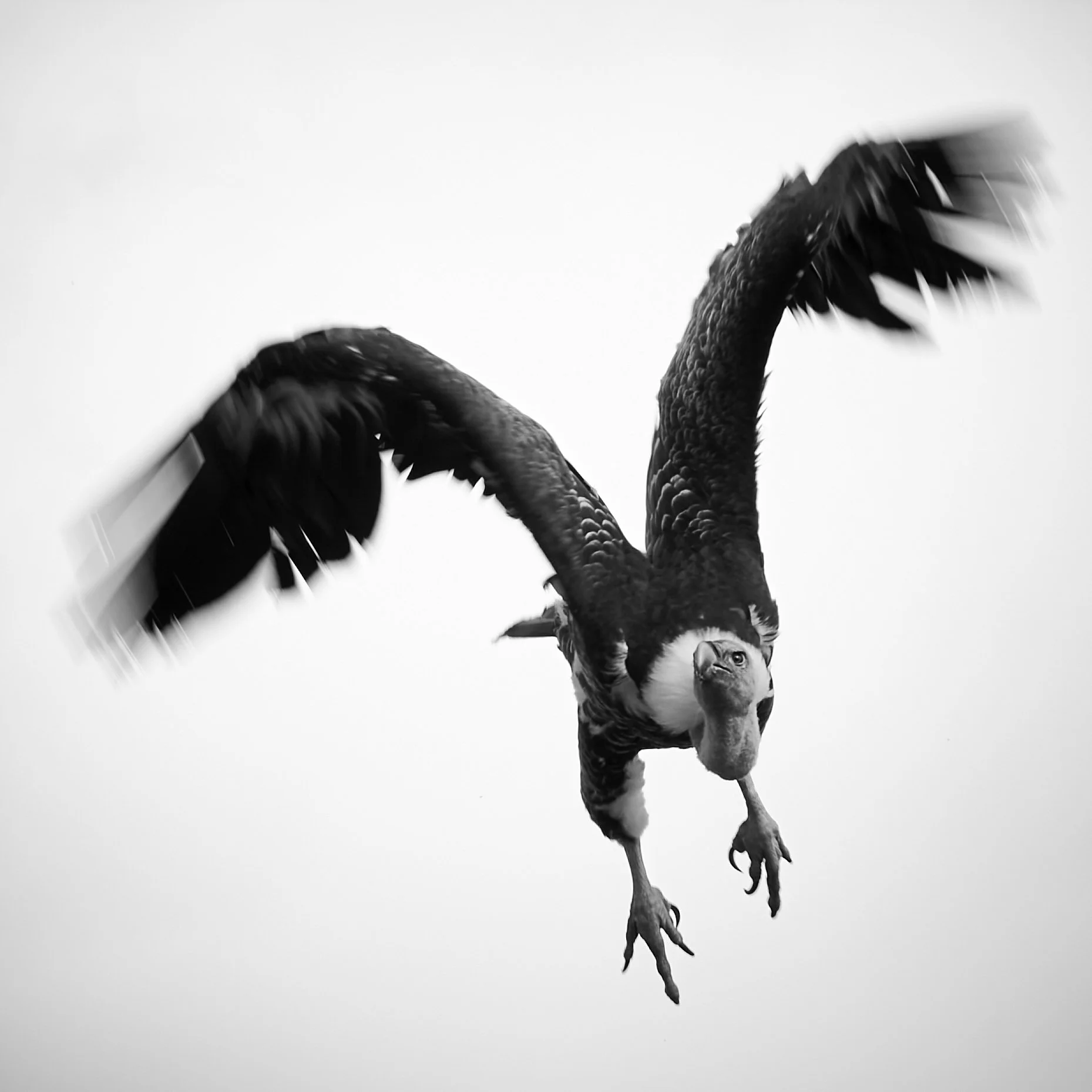 Black and white photo of an eagle in mid-flight with wings spread