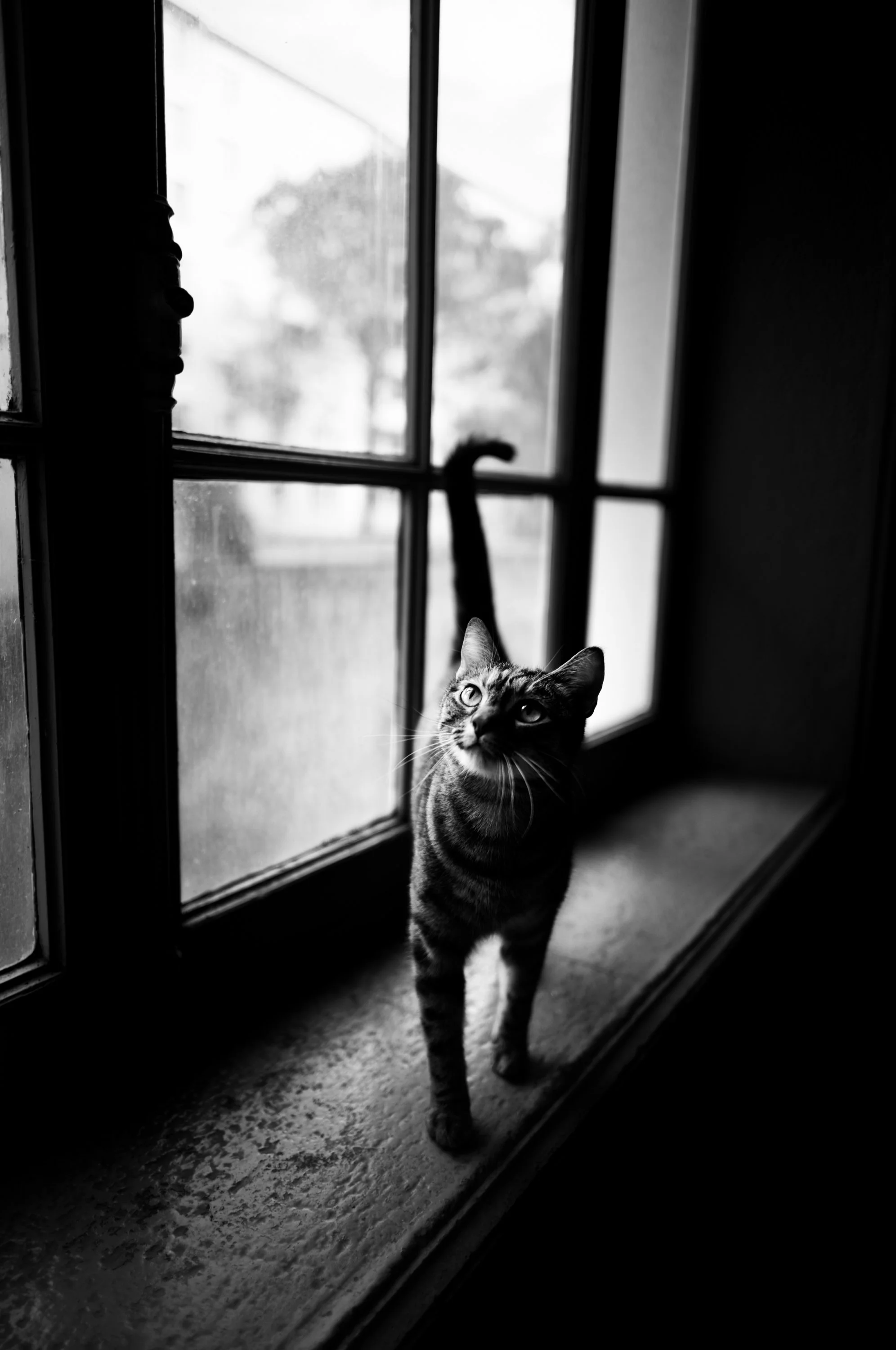 A black-and-white photo of a striped cat standing on a windowsill, looking up through a window with a blurred outdoor scene in the background.