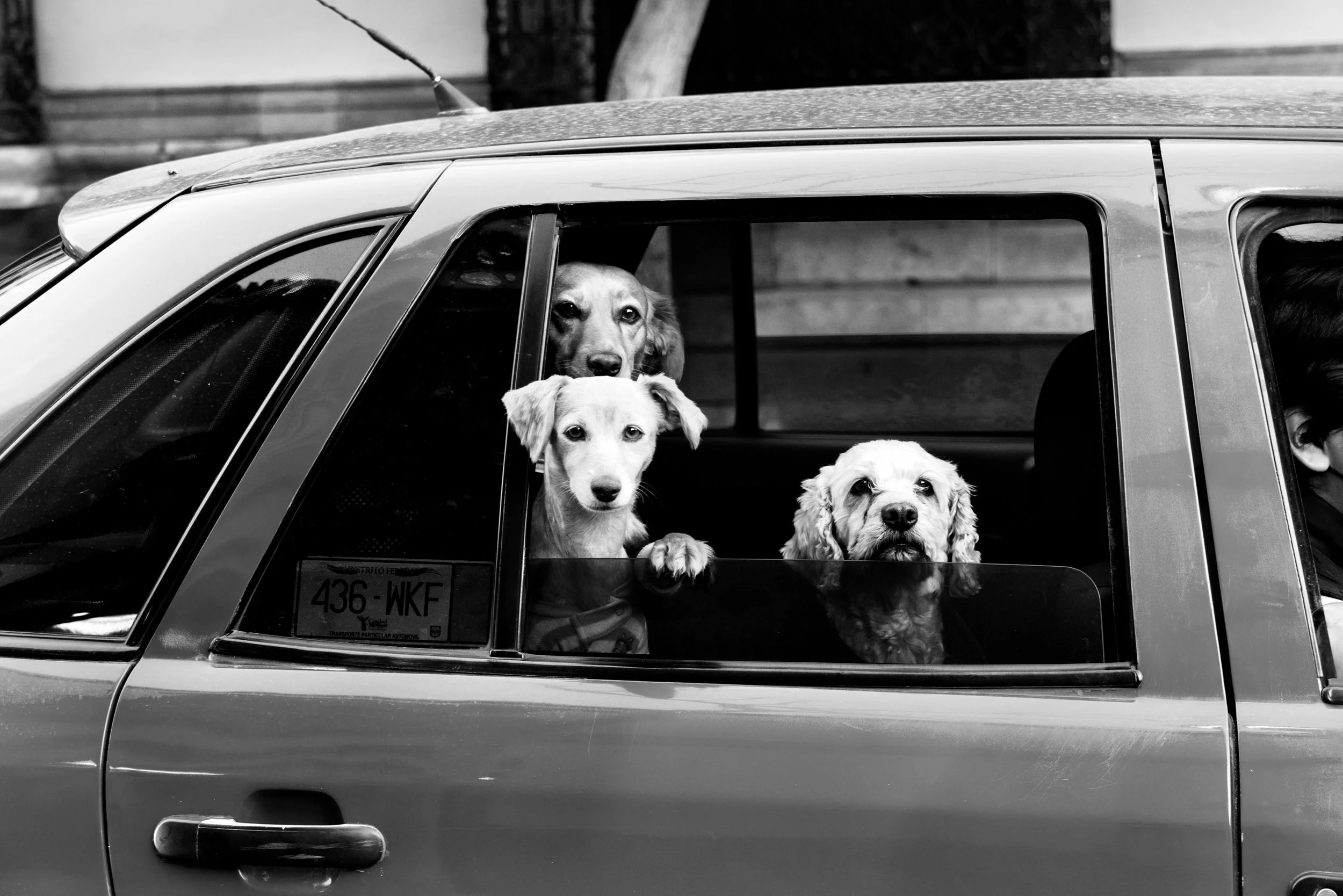 Four dogs looking out of the back seat window of a car in black and white.