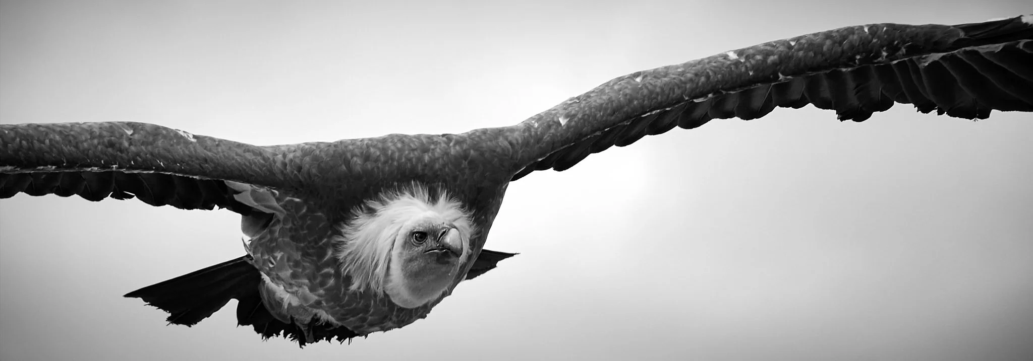 A black and white photo of a flying eagle with wings spread wide.