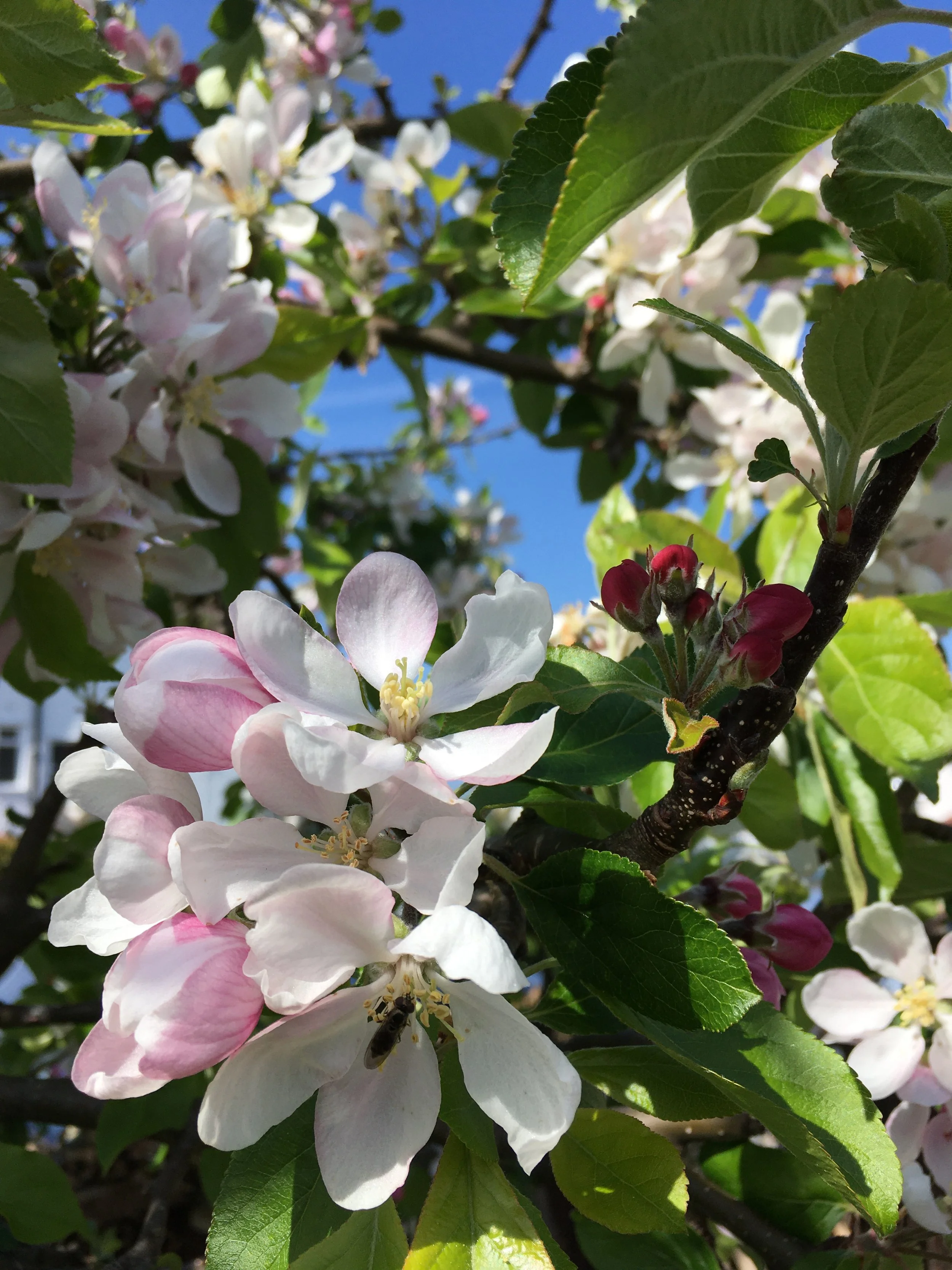 The Apple Tree by the Road