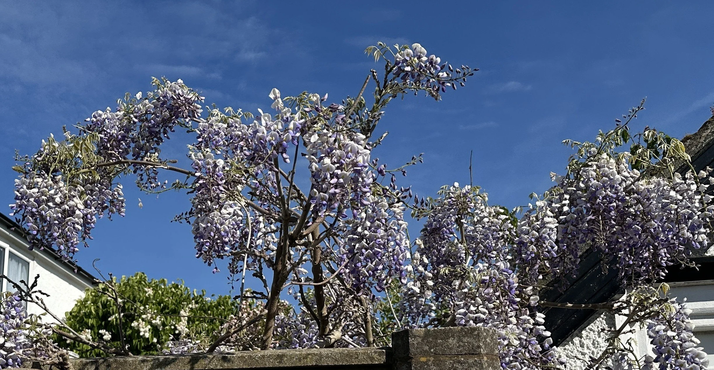 The Week Before the Wisteria