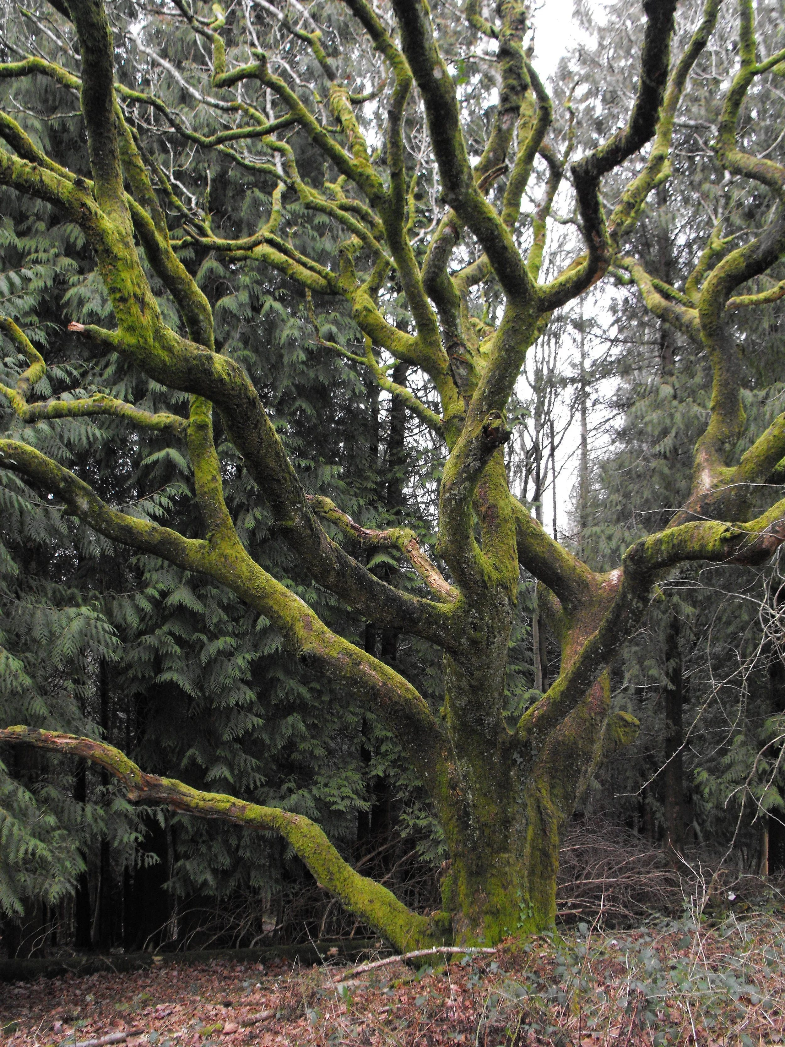 A mossy tree in winter
