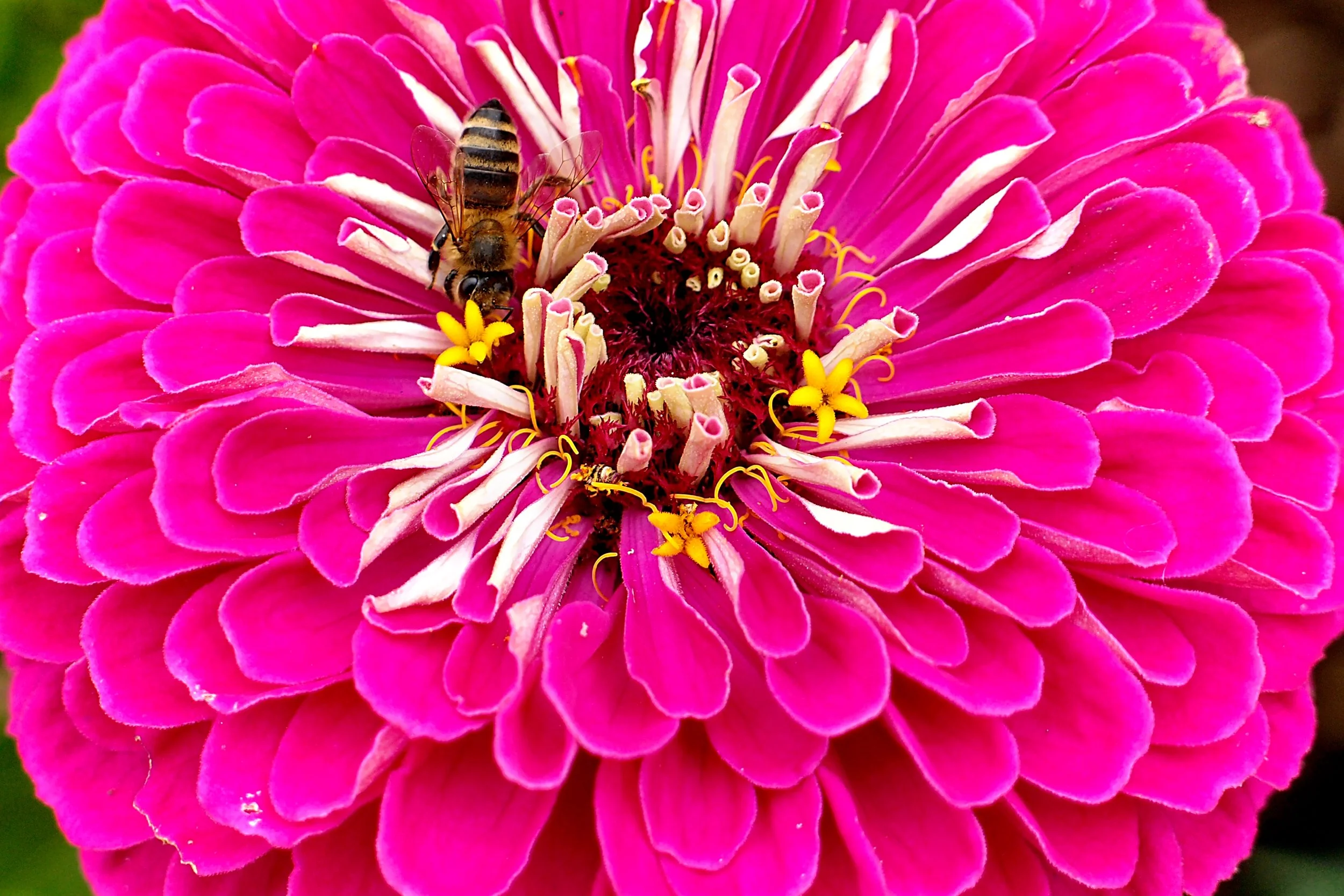 A bee collecting nectar from a bright pink zinnia flower with smaller yellow and white petals in the center.