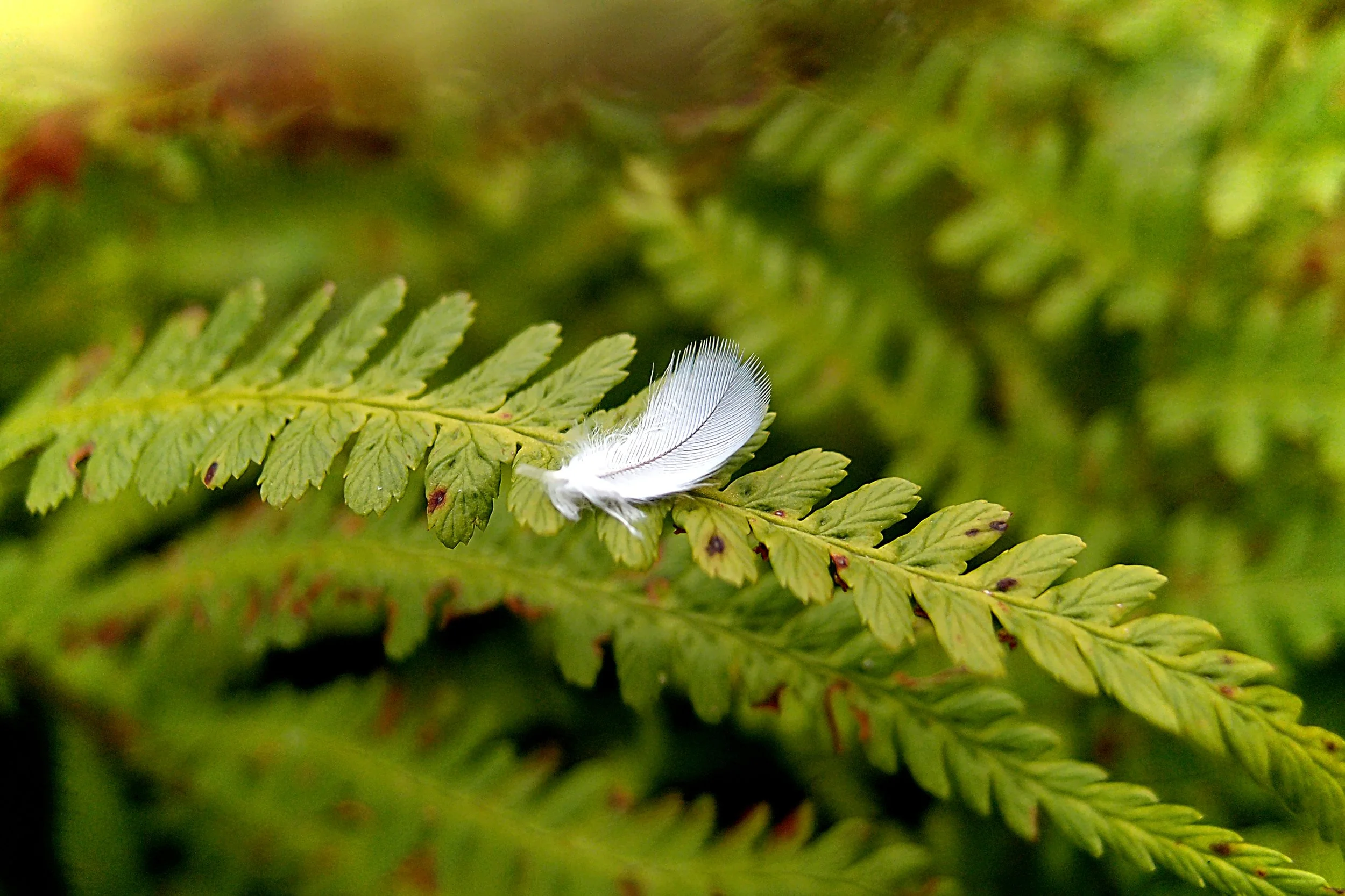 A small white feather resting on a green fern leaf.