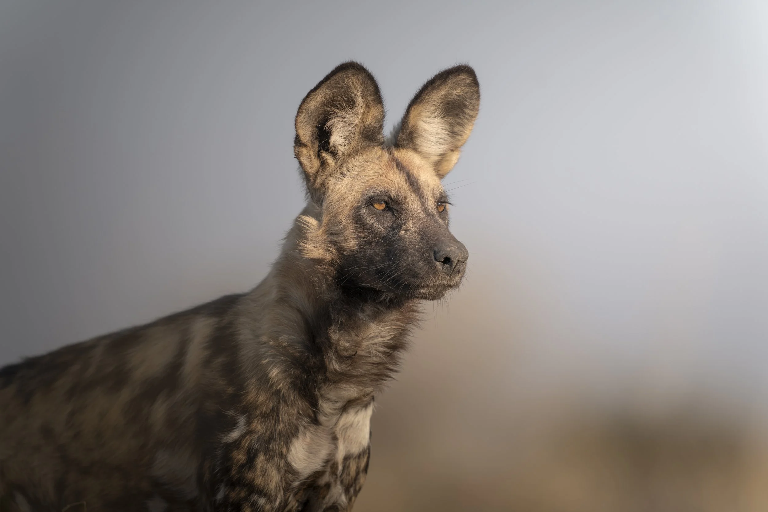 Zimbabwe + Victoria Falls 2026