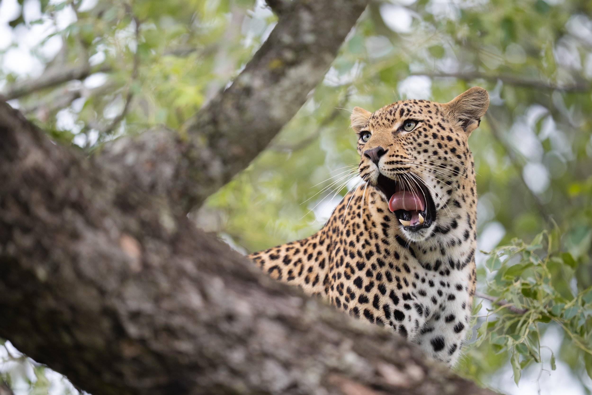 Malamala-February-2025-High-Res-Sarah-Wang-2 copy.jpg