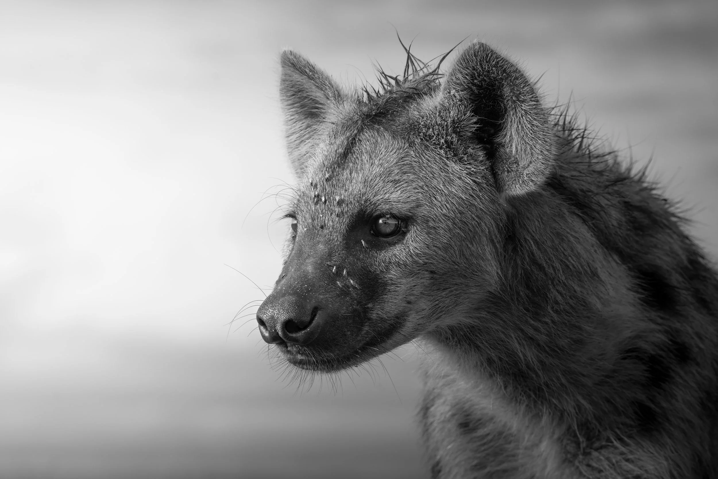 Queen of the Clan.jpg