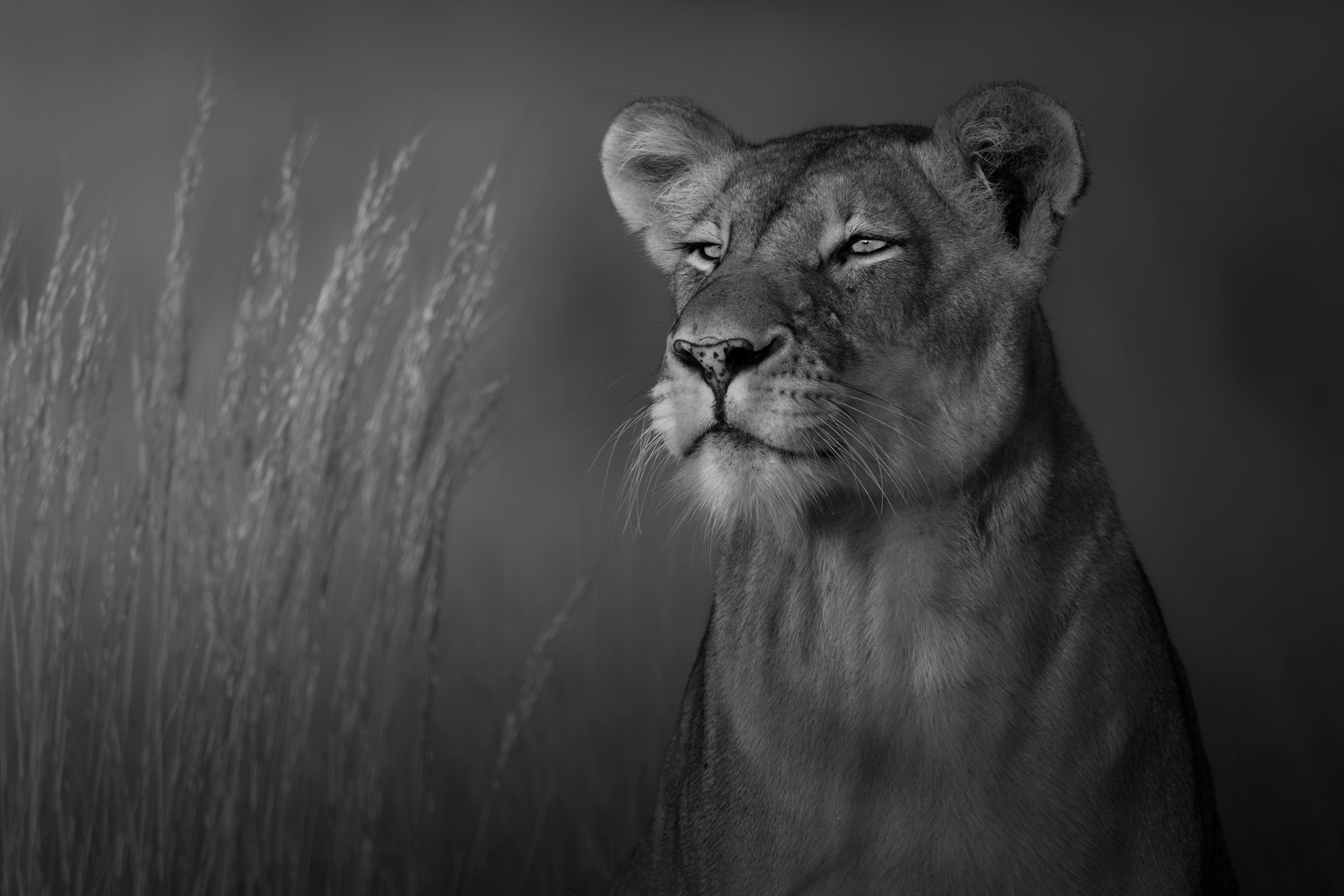 The Hunter, Liuwa Plain.jpg