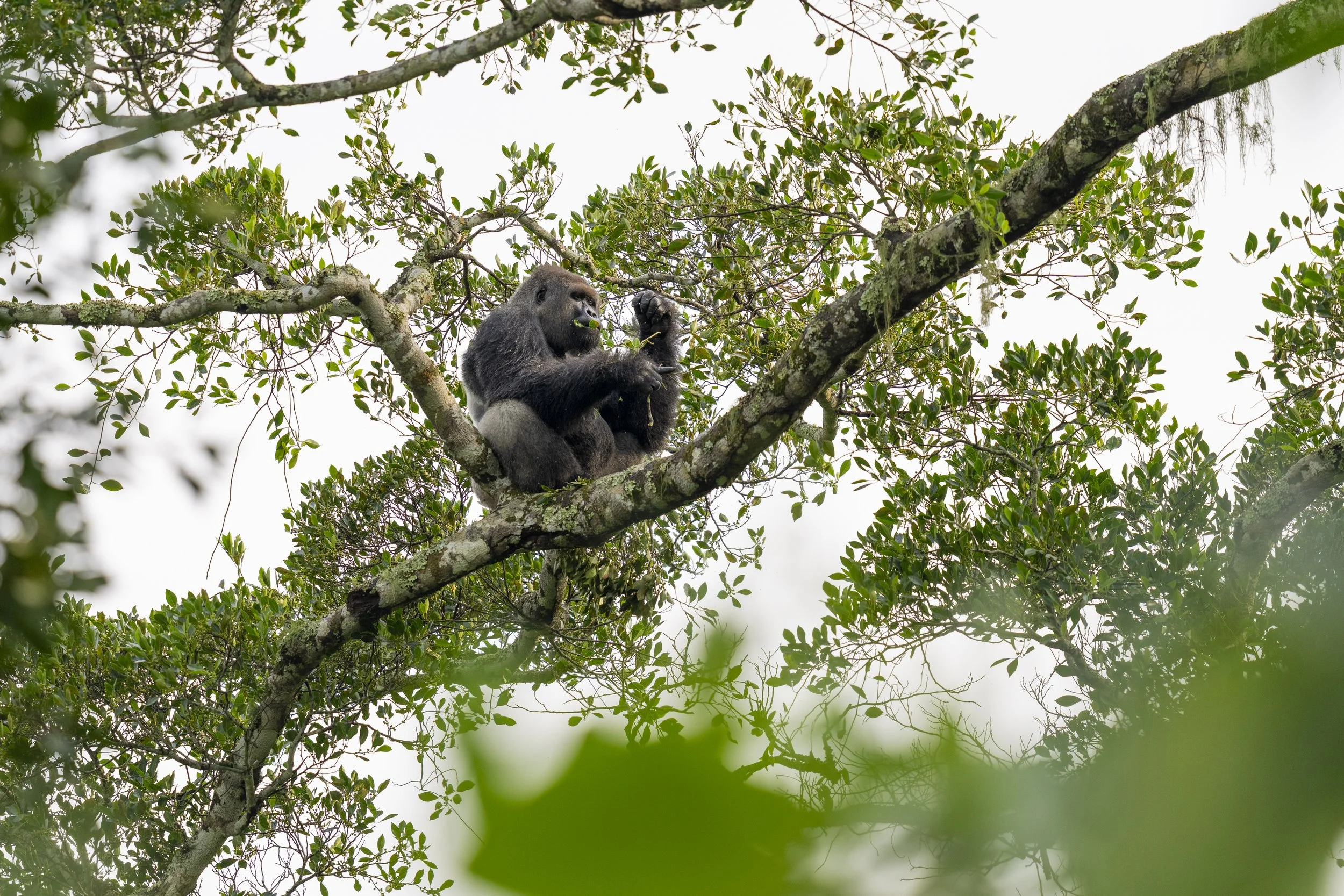 African_Parks_Congo_Odzala_Kokoua_Gorilla_Habituation_Andy_Macdonald_HR_4.jpg